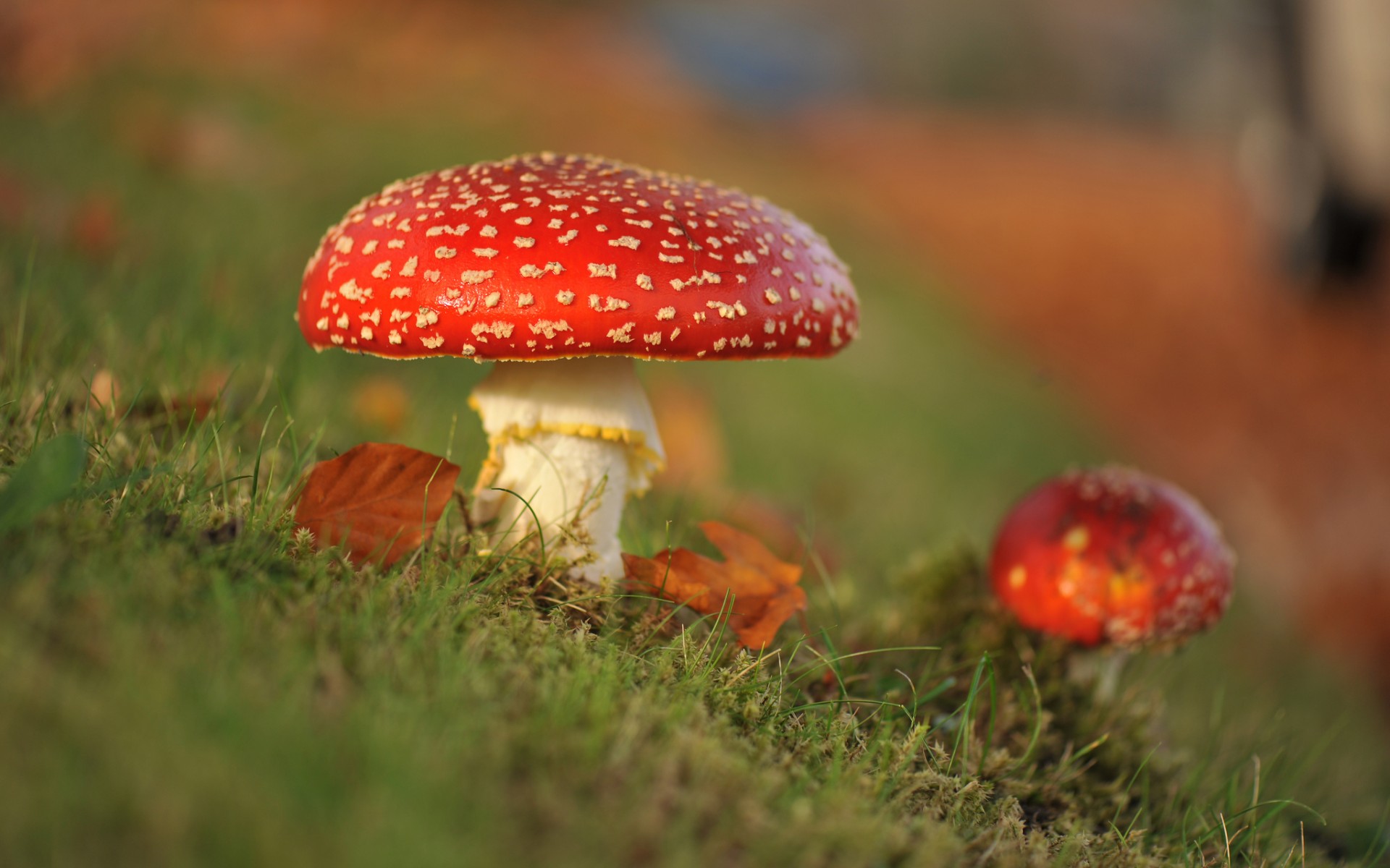 Macro Mushroom Wallpapers