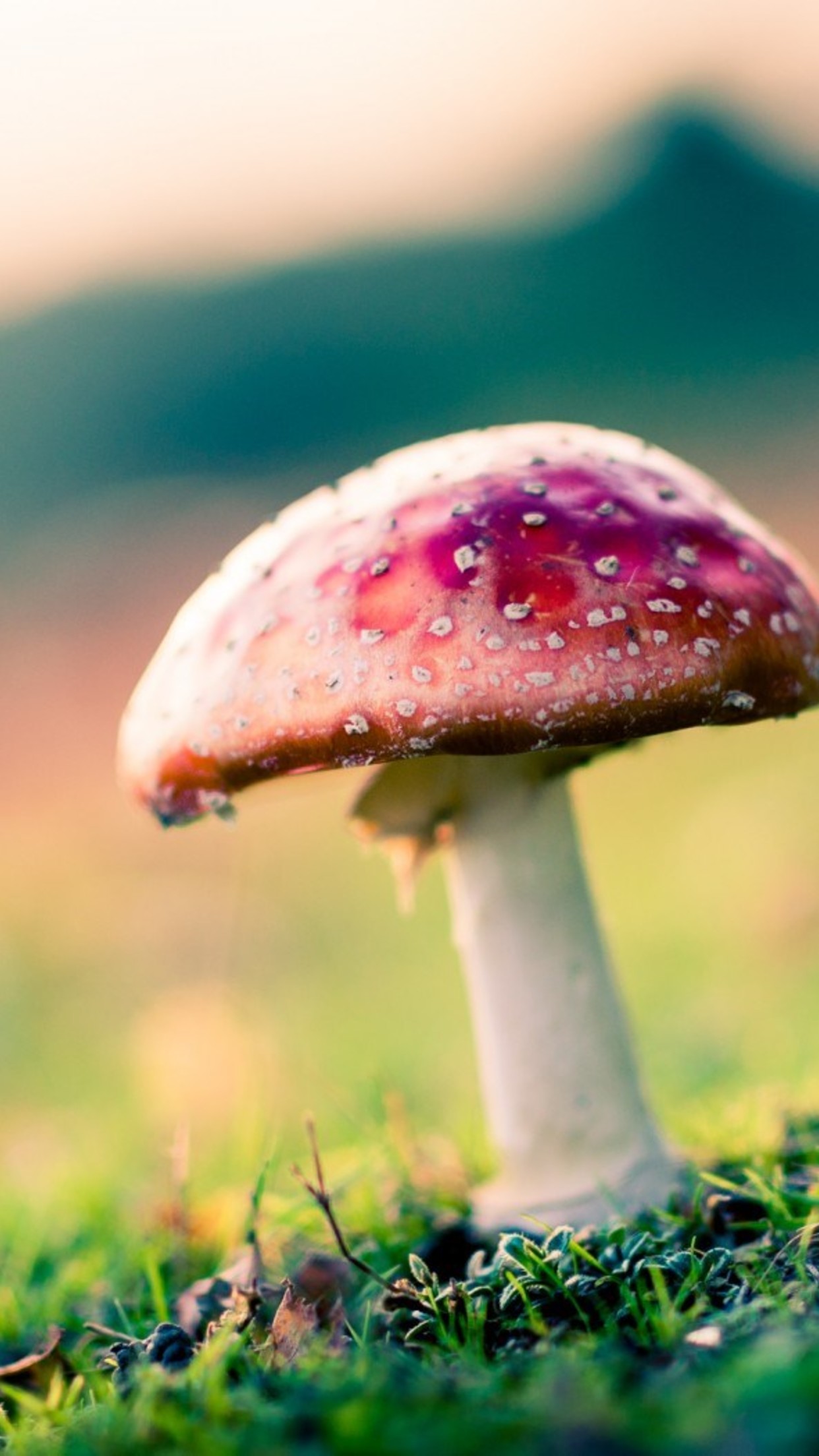 Macro Mushroom Wallpapers