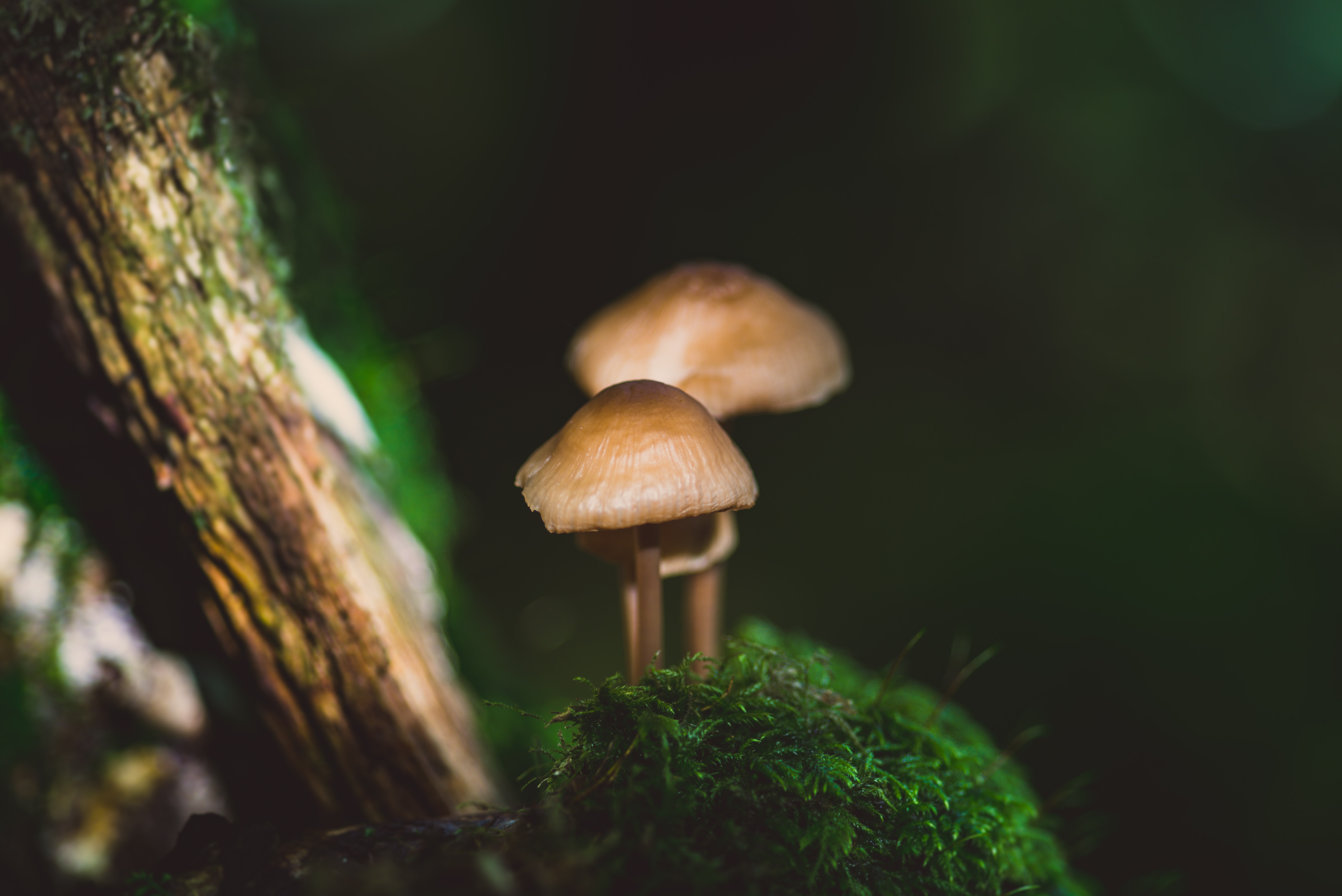 Macro Mushroom Wallpapers