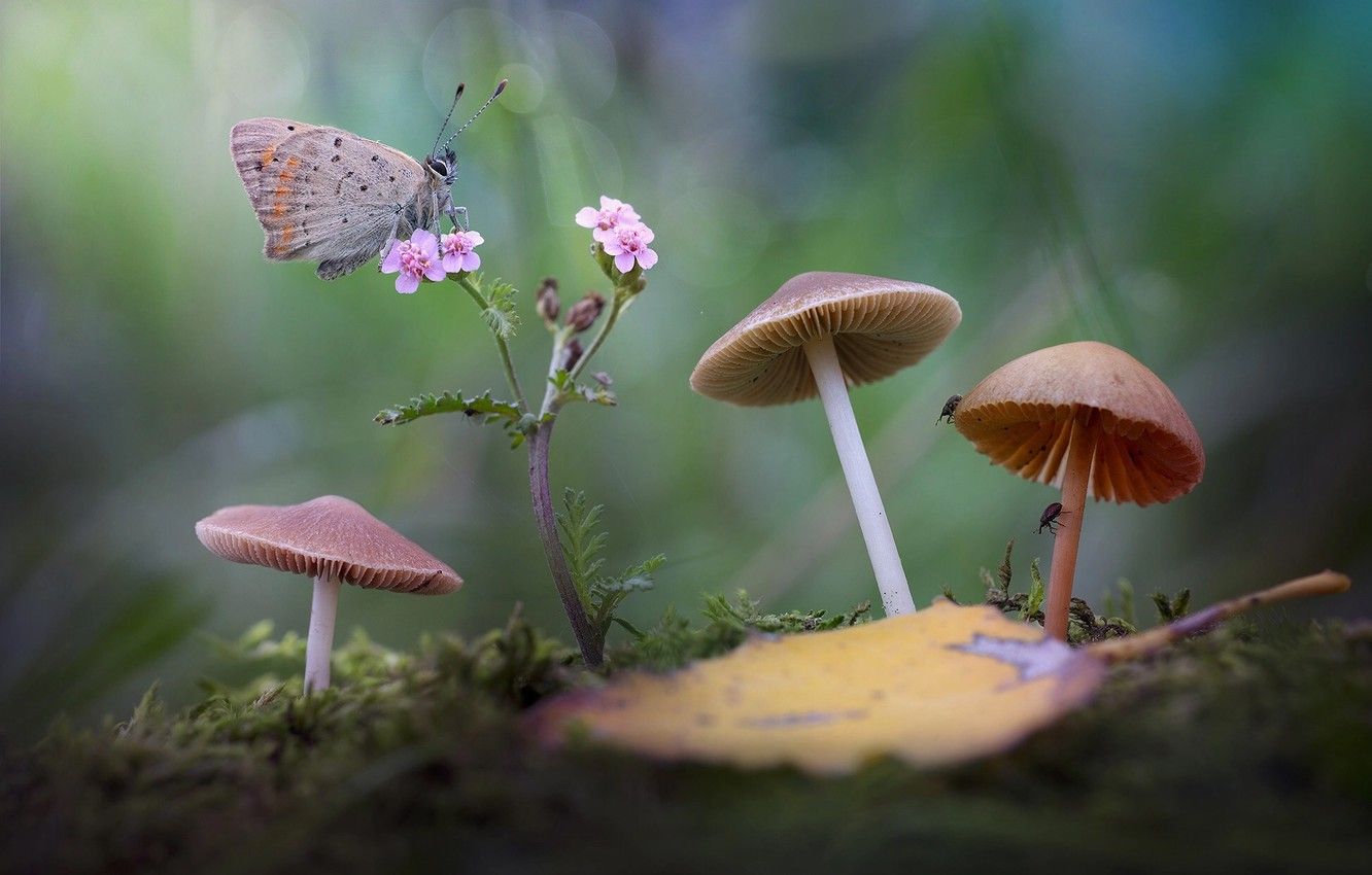 Macro Mushroom Wallpapers