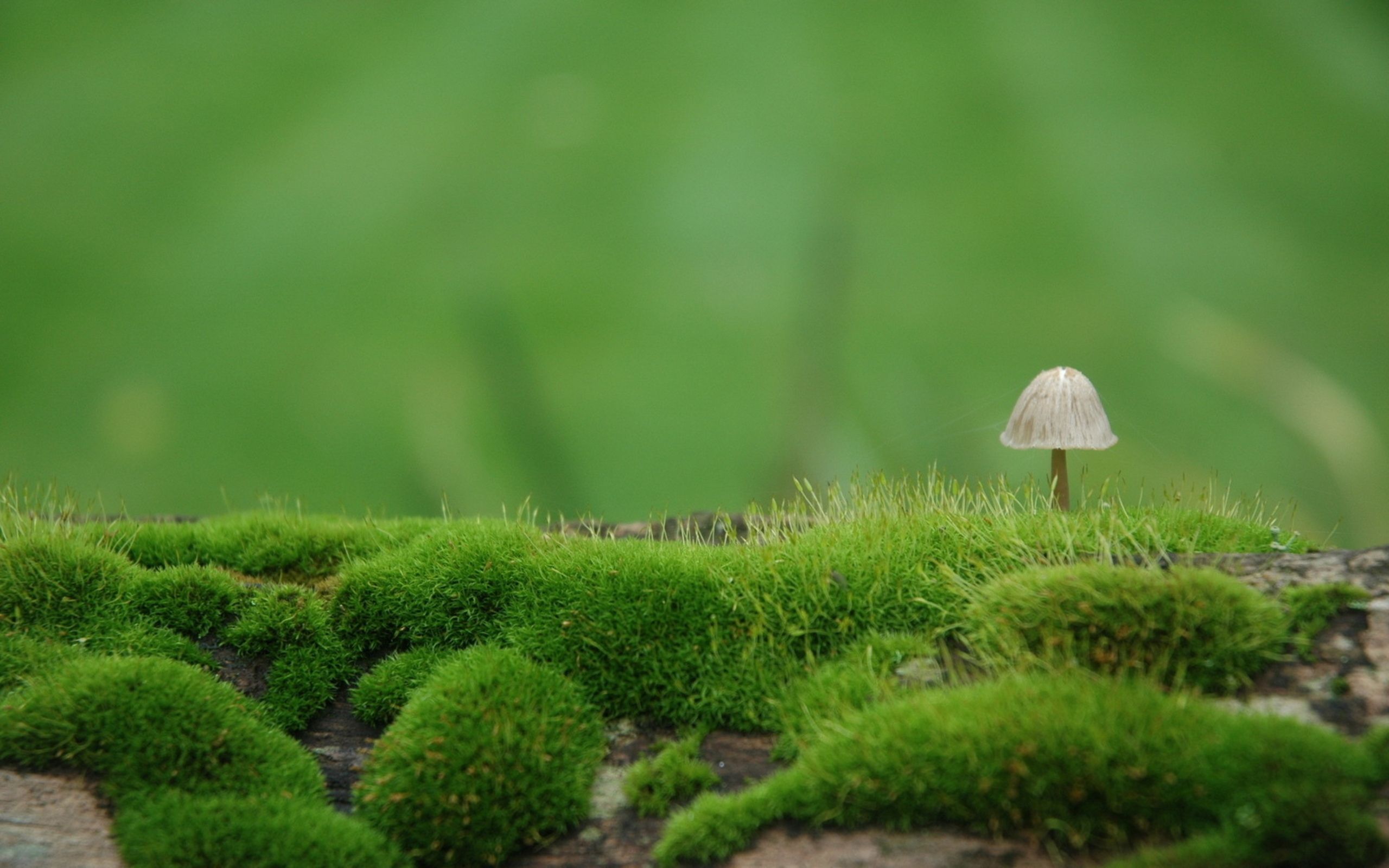 Macro Mushroom Wallpapers