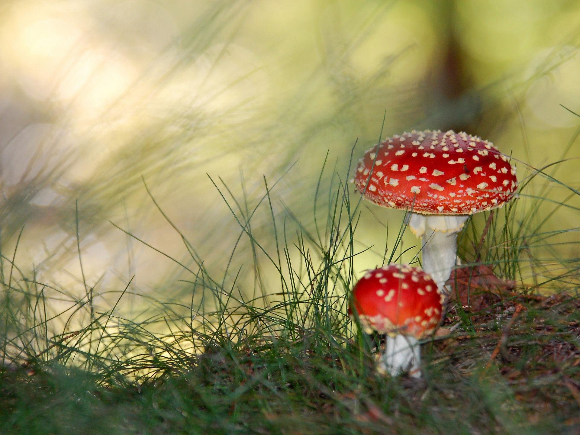 Macro Mushroom Wallpapers