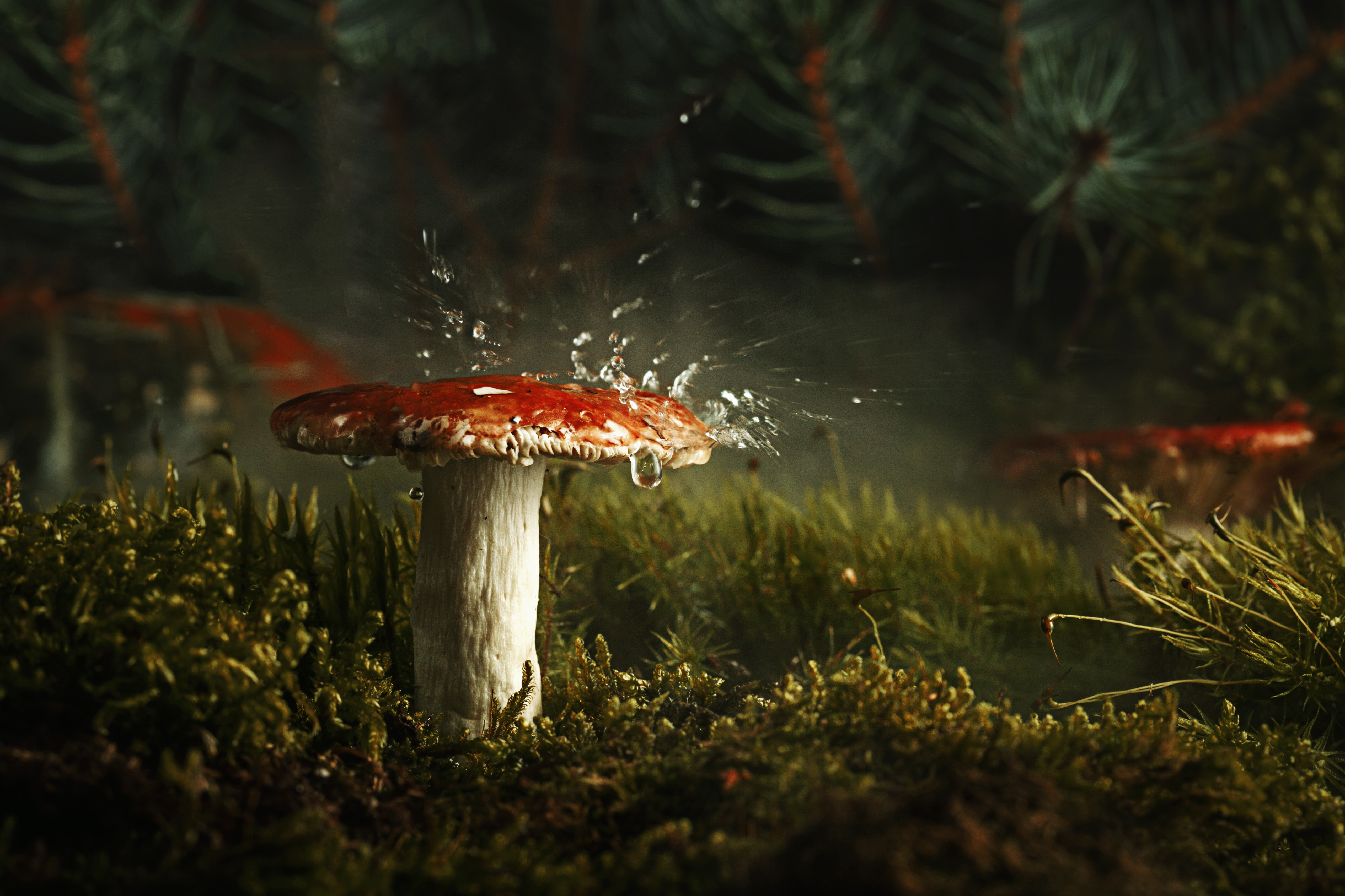 Macro Mushroom Wallpapers