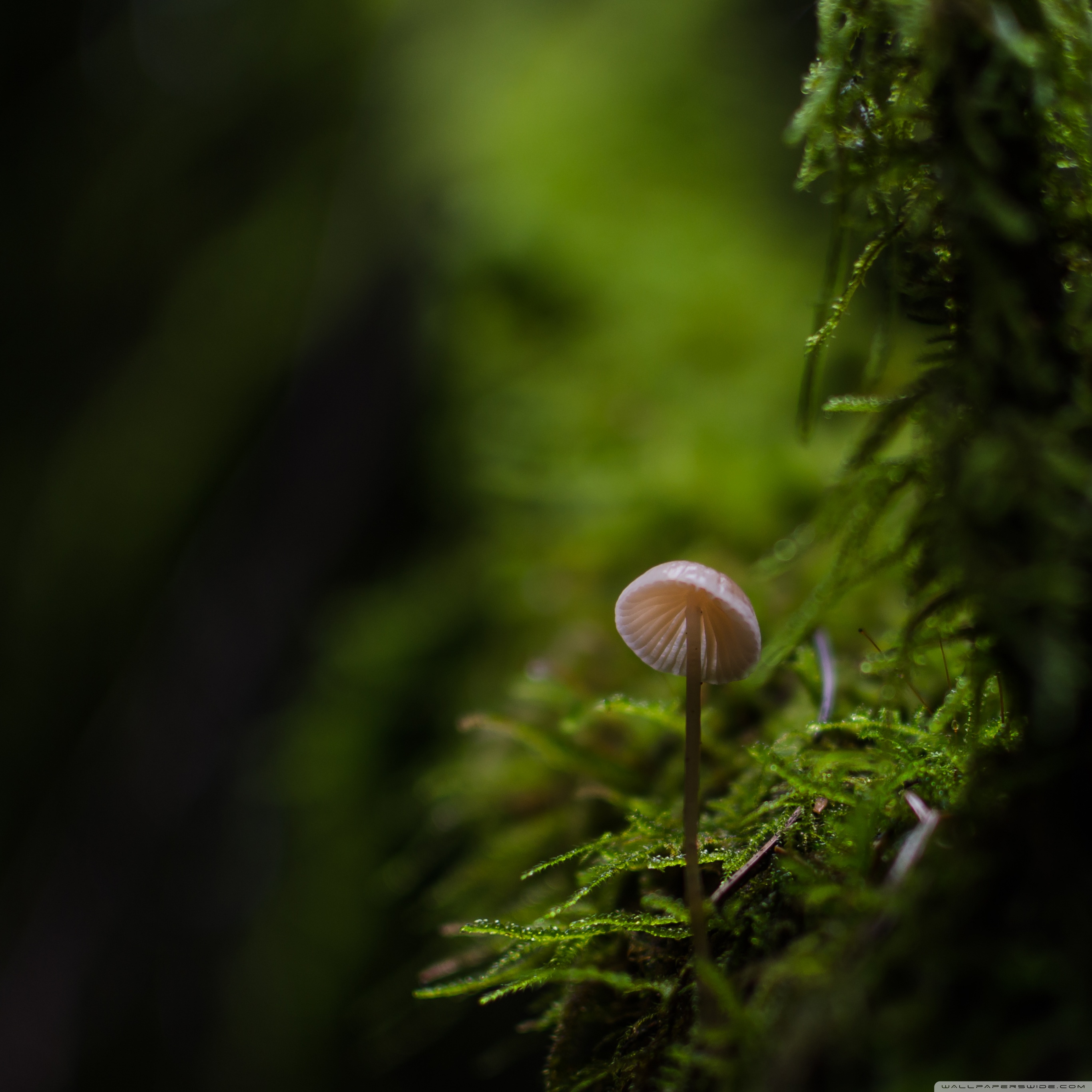 Macro Mushroom Wallpapers