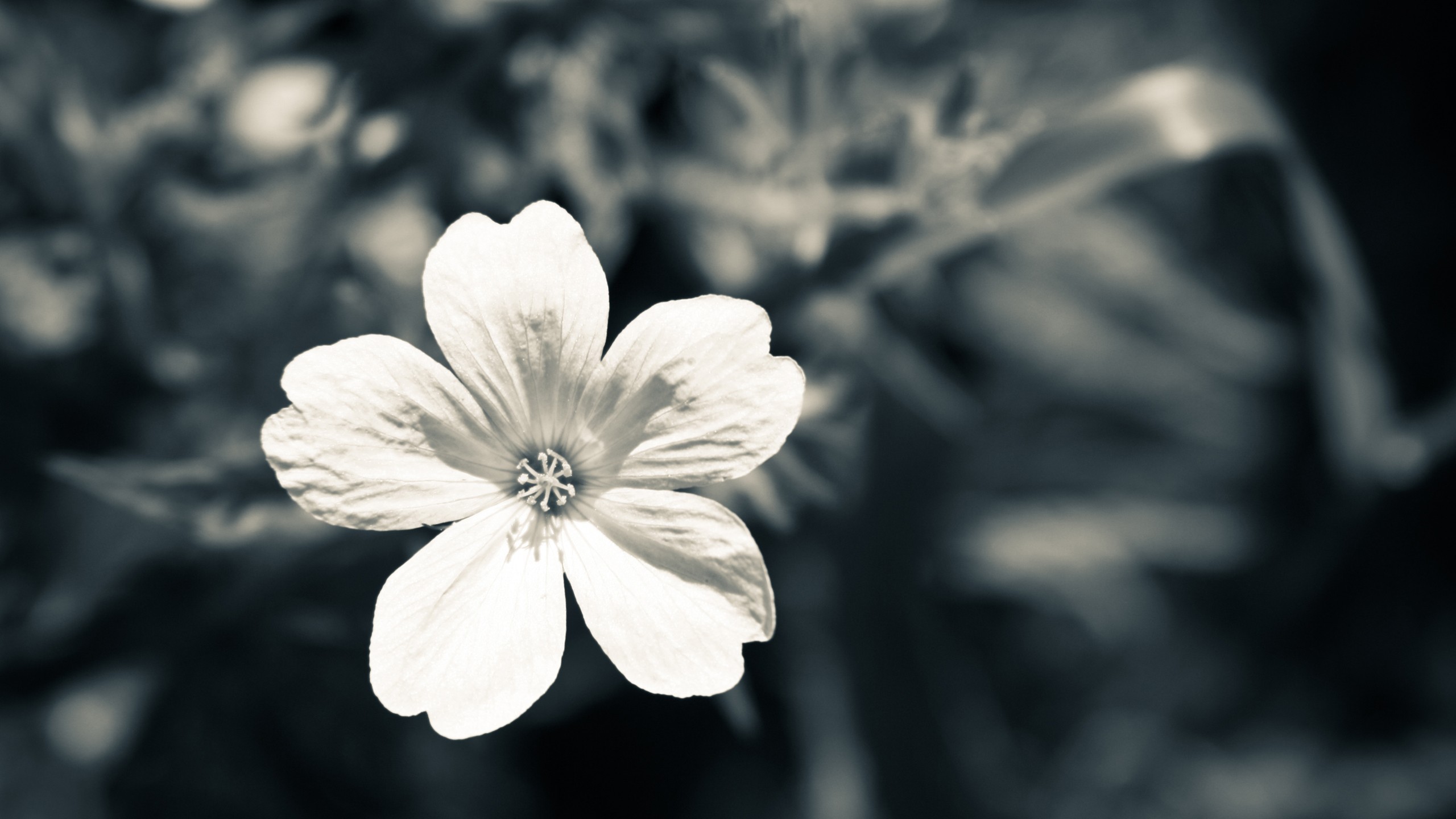 Macro White Flower Plant Wallpapers