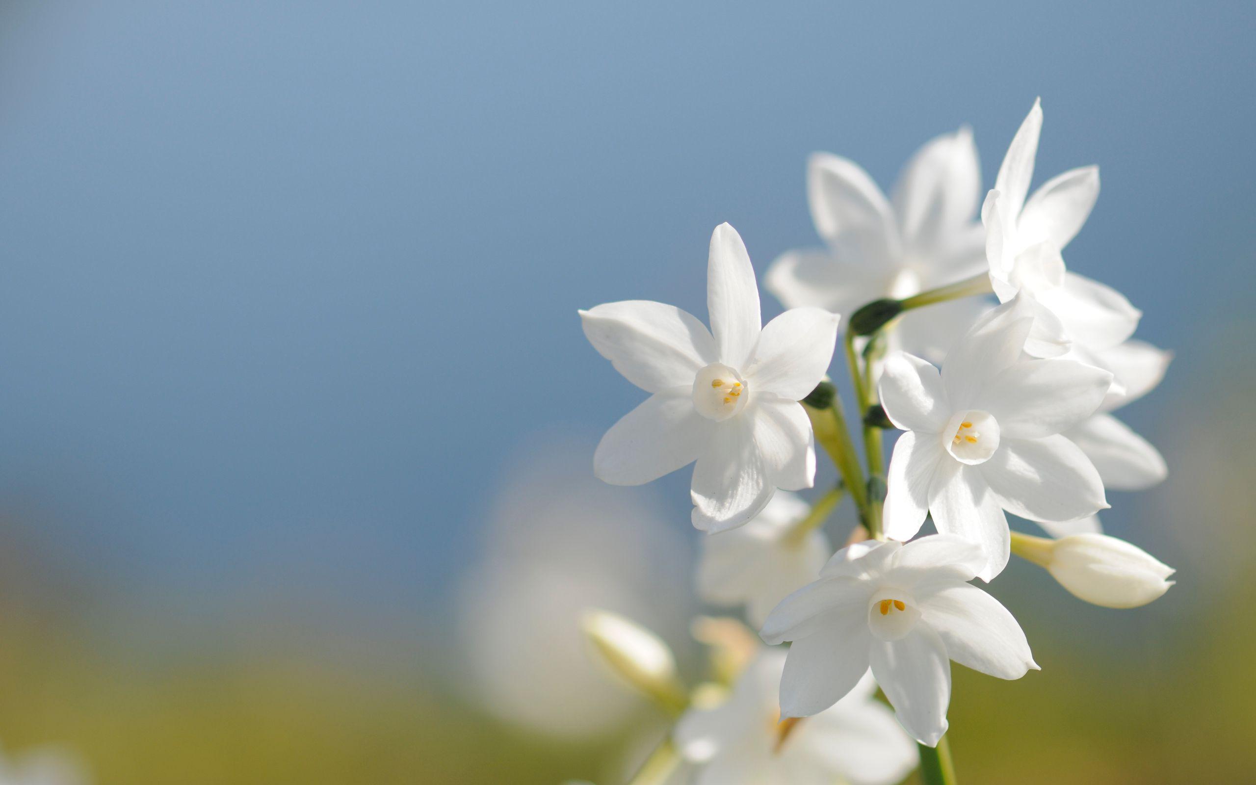 Macro White Flower Plant Wallpapers