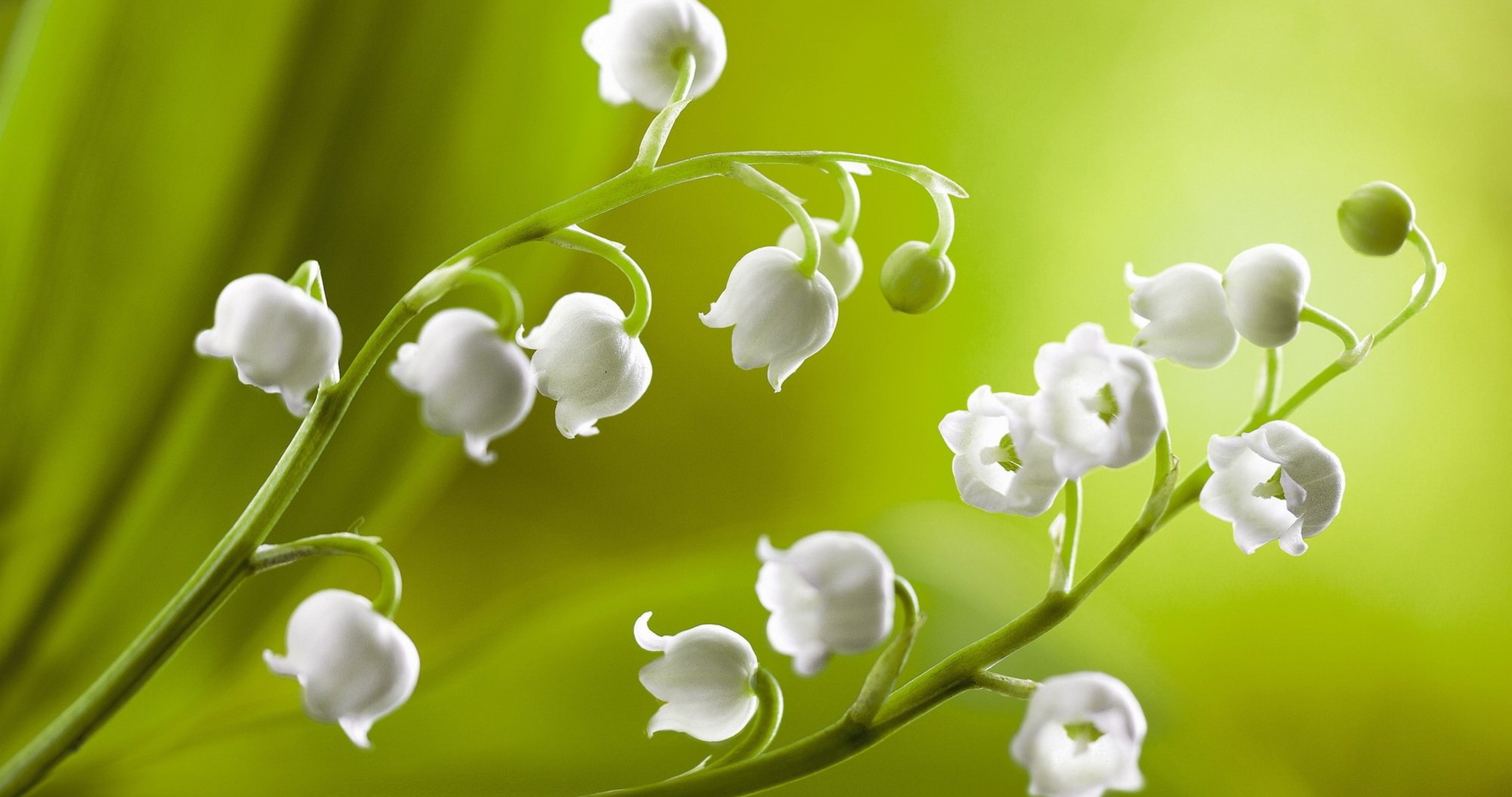 Macro White Flower Plant Wallpapers