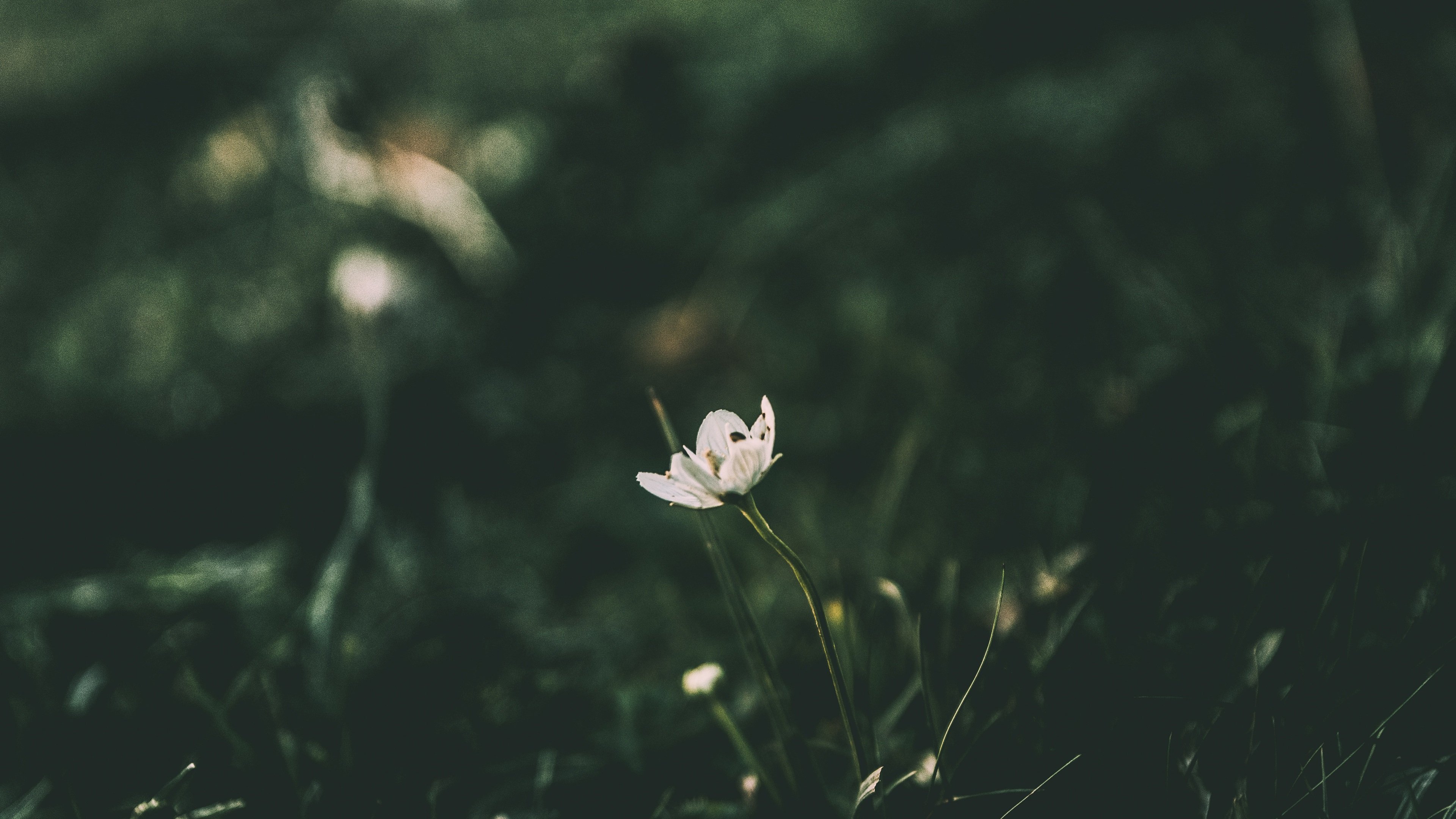 Macro White Flower Plant Wallpapers