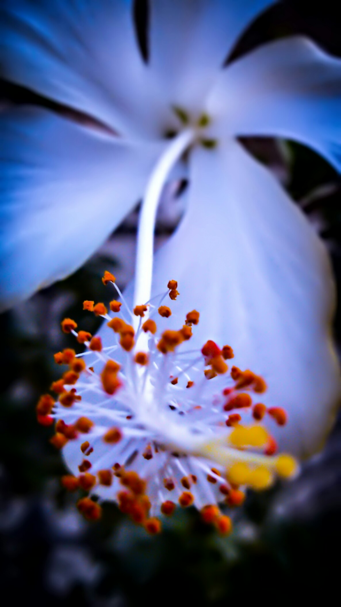 Macro White Flower Plant Wallpapers