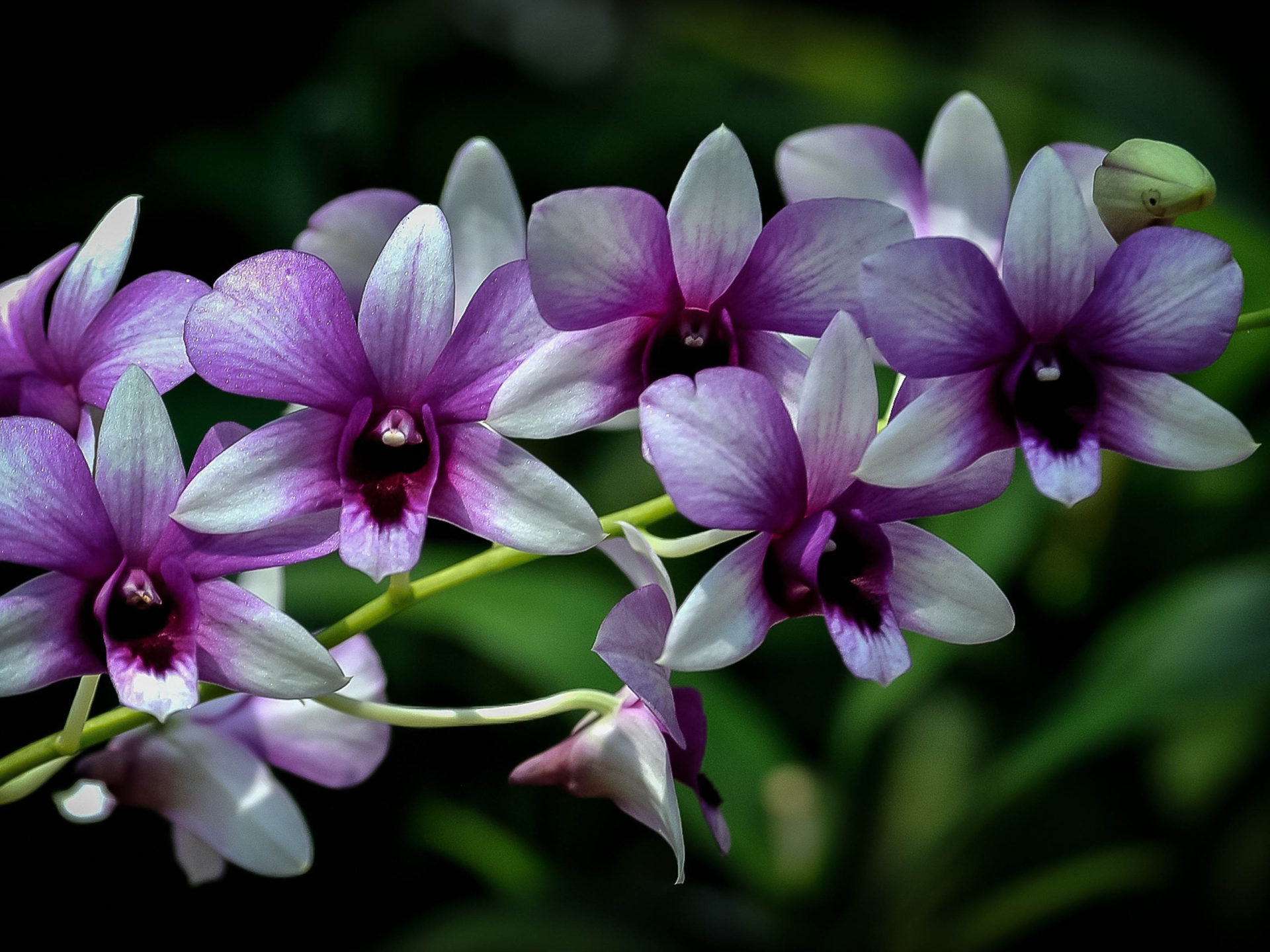 Macro White Flower Plant Wallpapers