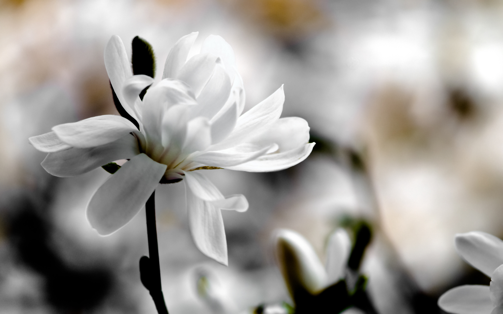 Macro White Flower Plant Wallpapers