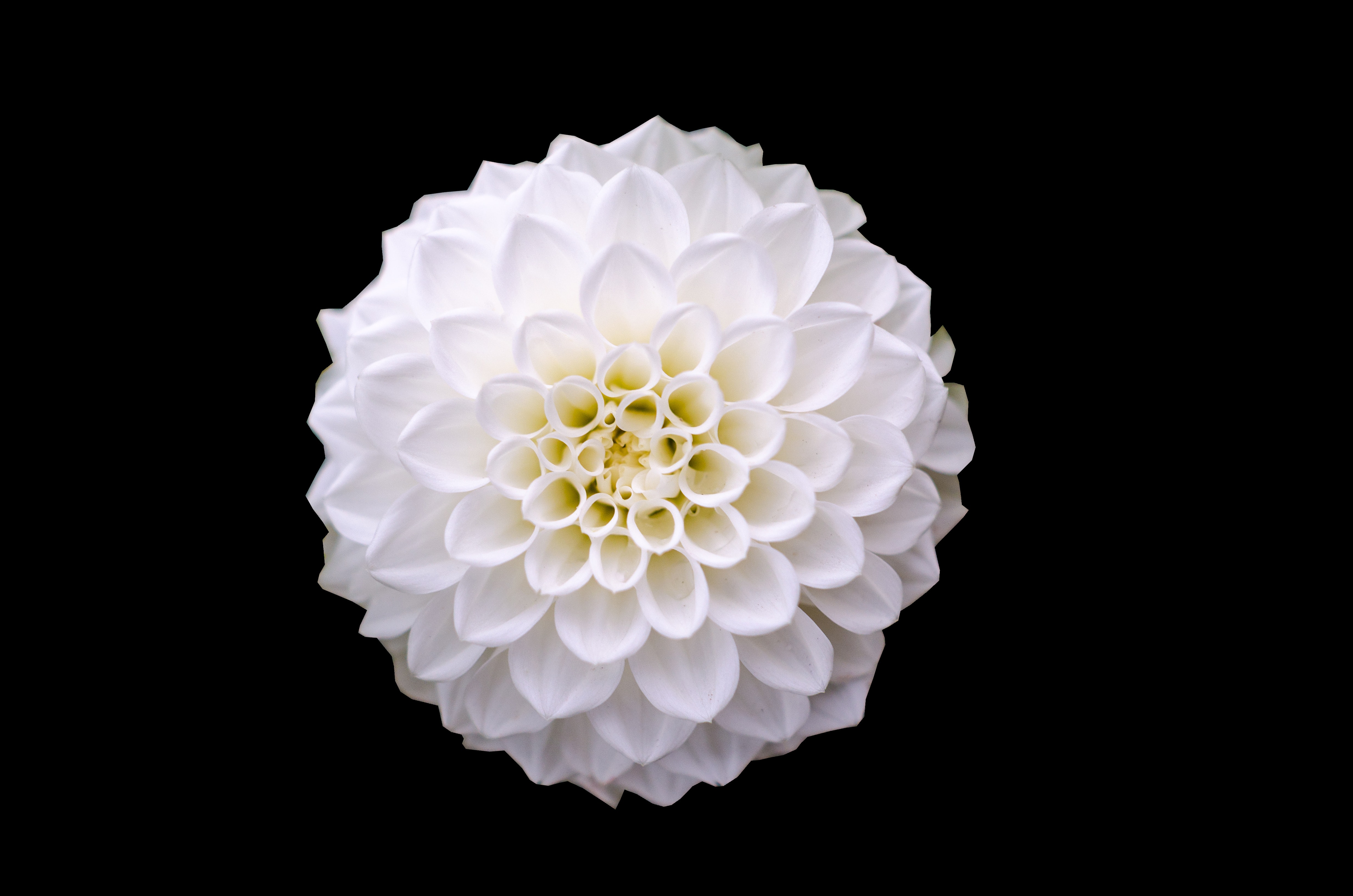 Macro White Flower Plant Wallpapers