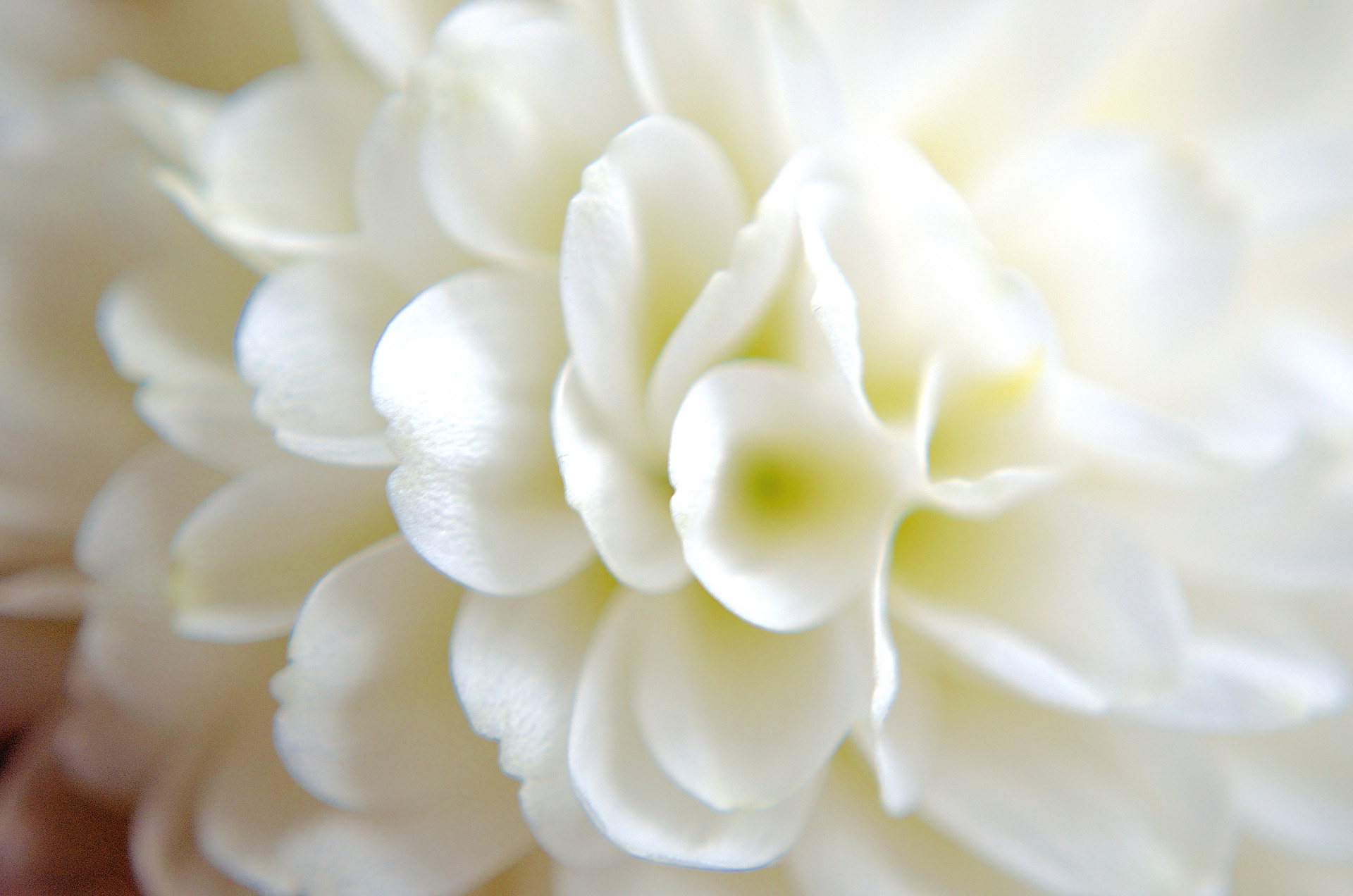 Macro White Flower Plant Wallpapers