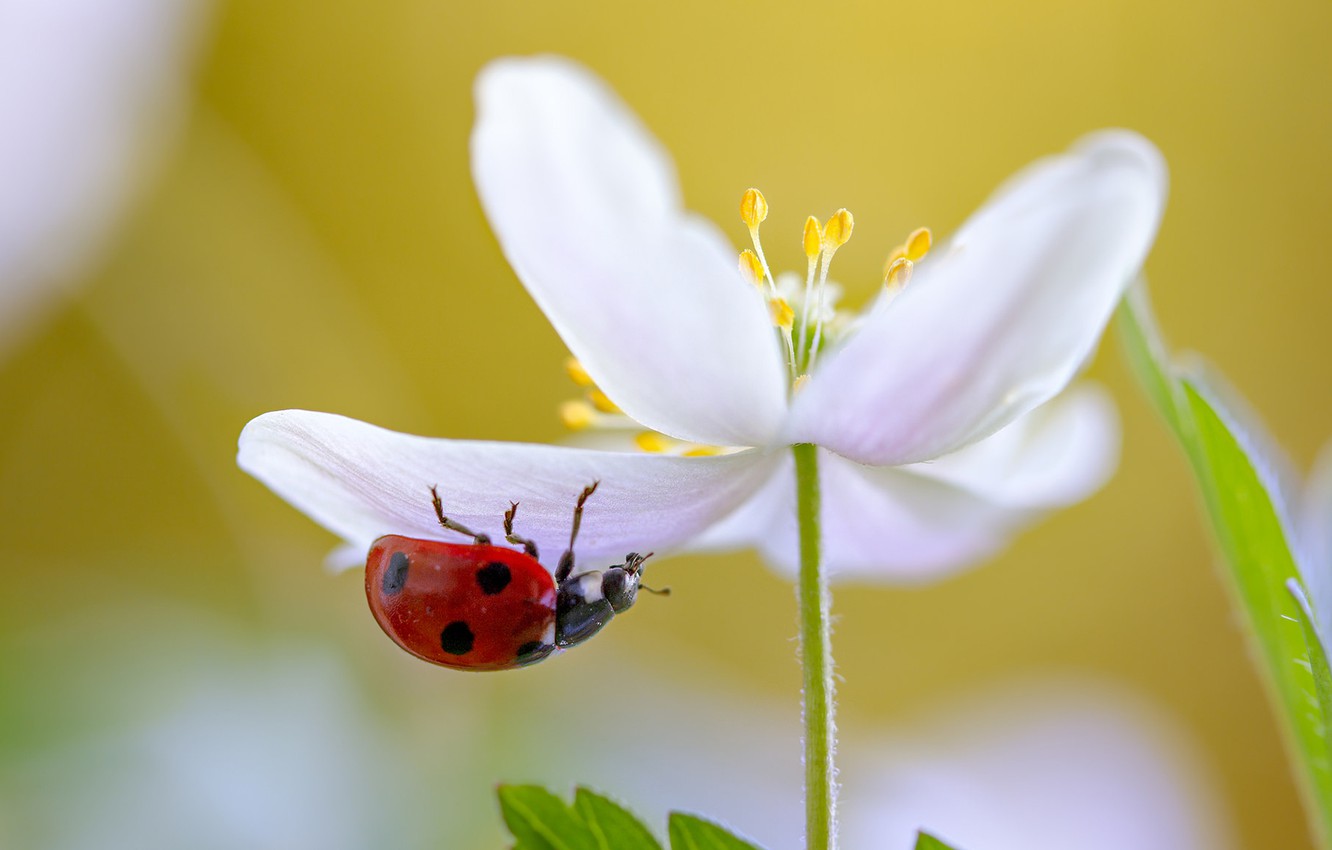 Macro White Flower Plant Wallpapers