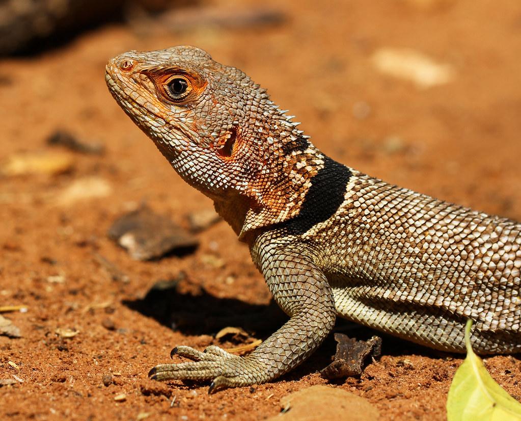 Madagascar Iguanids Wallpapers