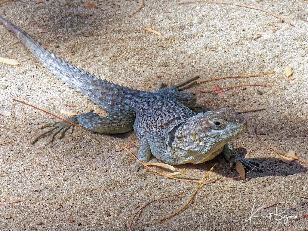 Madagascar Iguanids Wallpapers