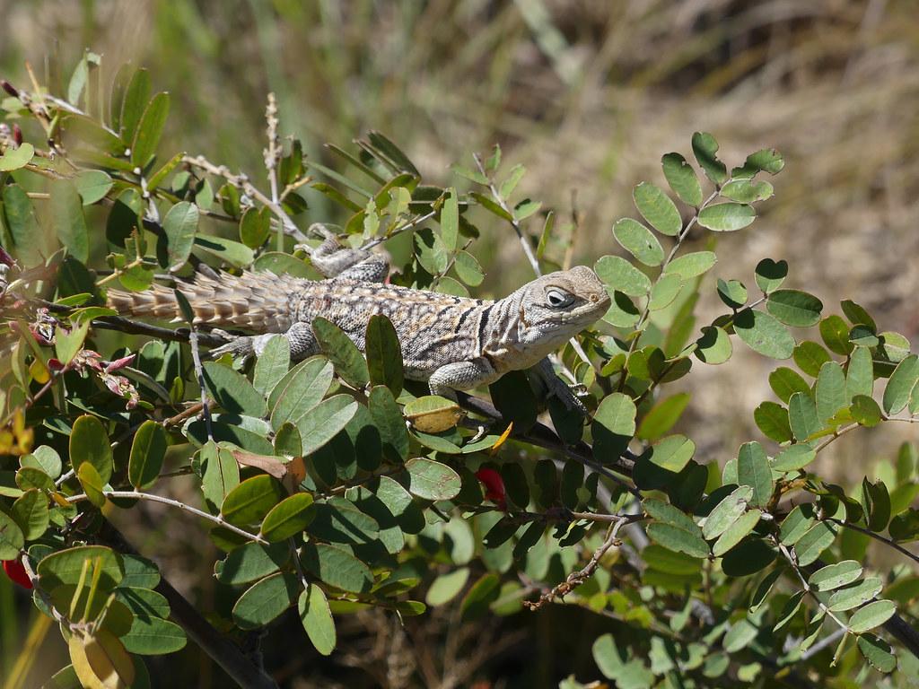 Madagascar Iguanids Wallpapers