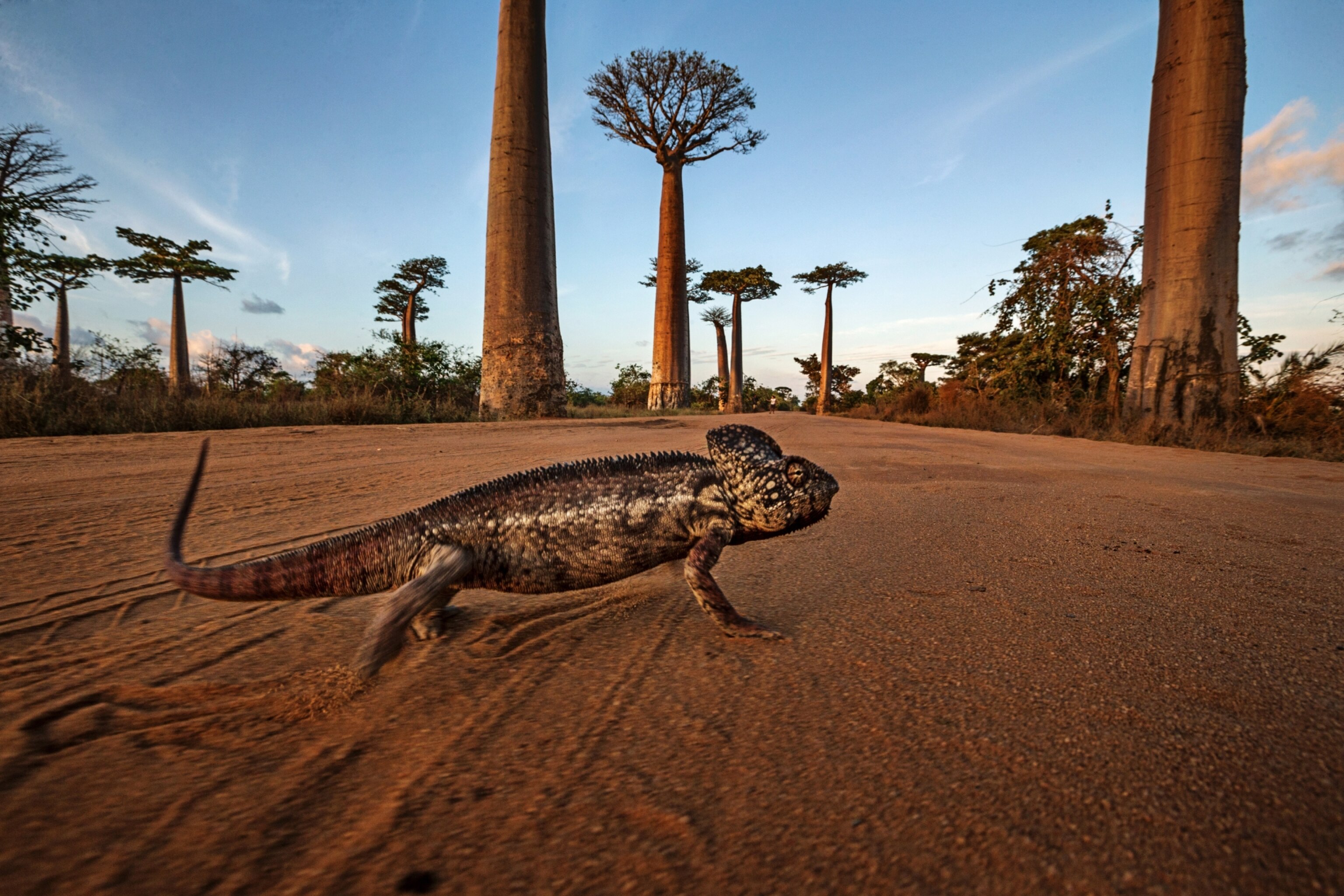 Madagascar Iguanids Wallpapers