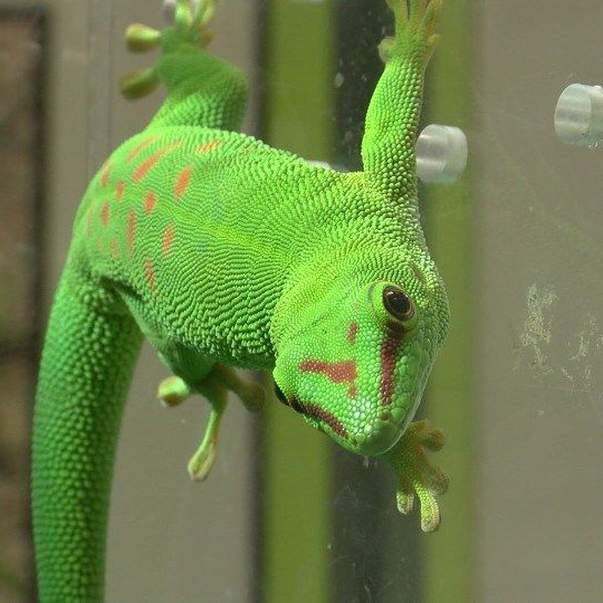 Madagascar Iguanids Wallpapers