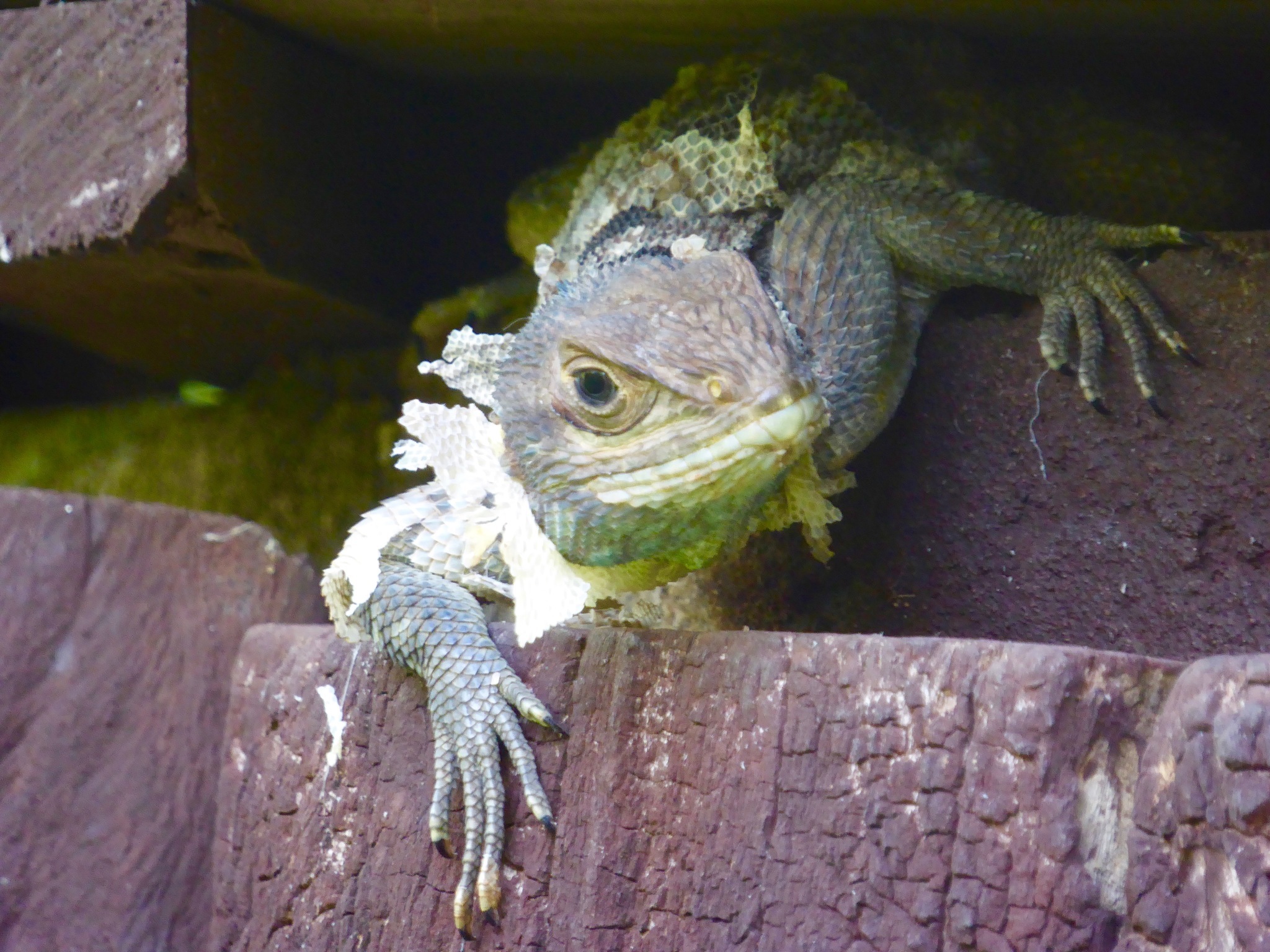 Madagascar Iguanids Wallpapers