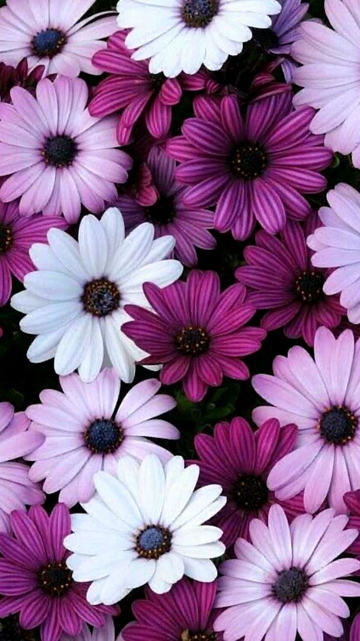 Magenta Flower Wallpapers