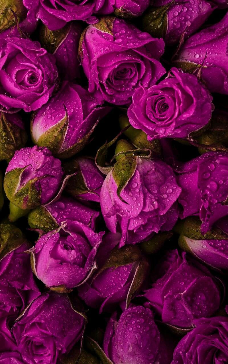 Magenta Flower Wallpapers