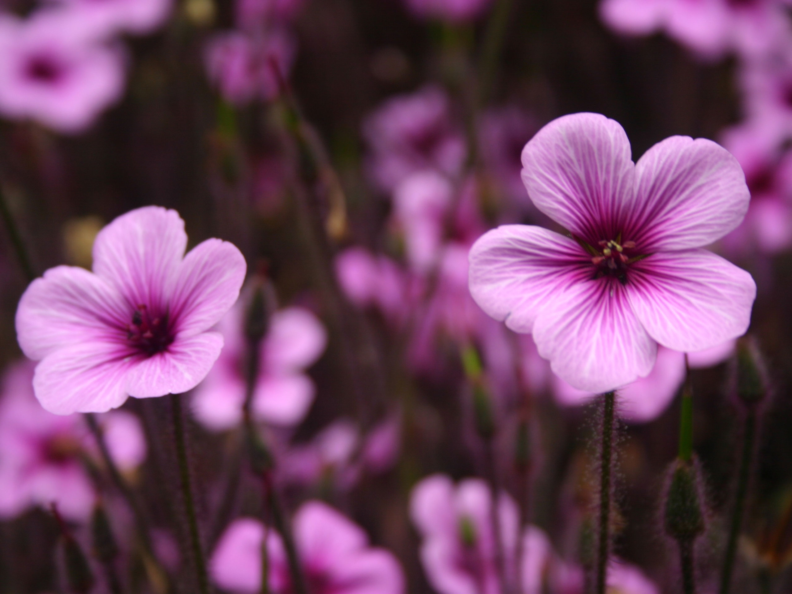 Magenta Flower Wallpapers