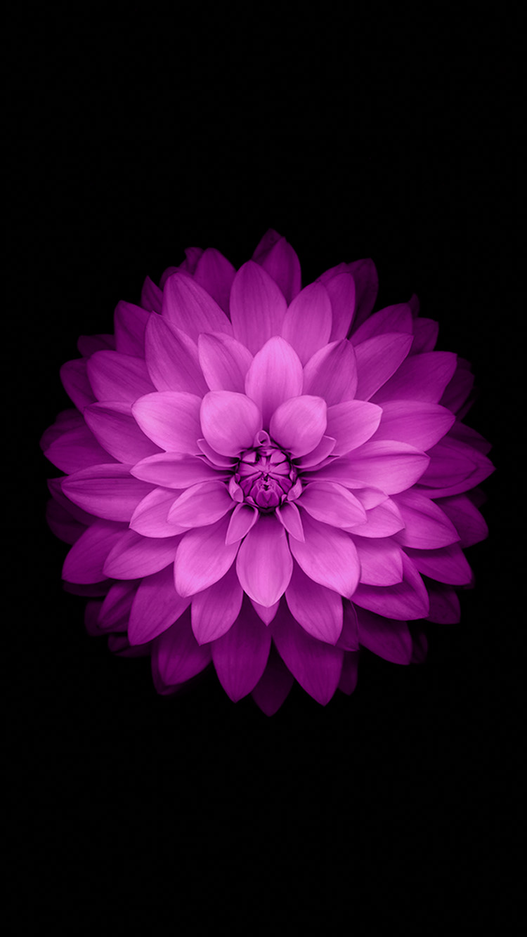 Magenta Flower Wallpapers