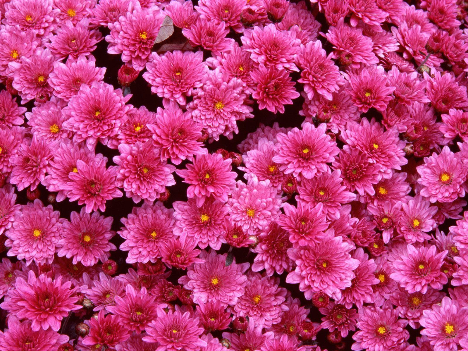 Magenta Flower Wallpapers