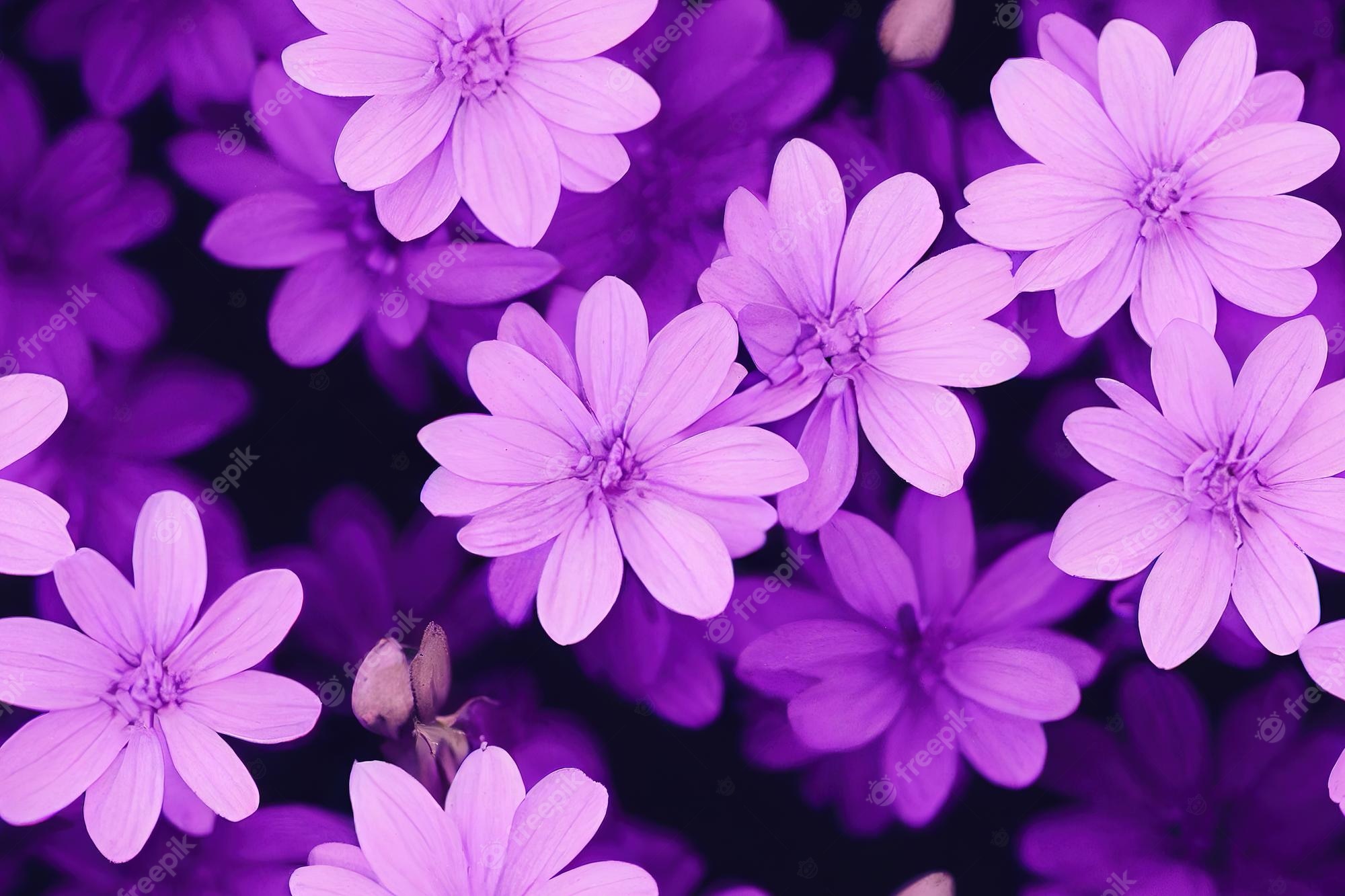 Magenta Flower Wallpapers