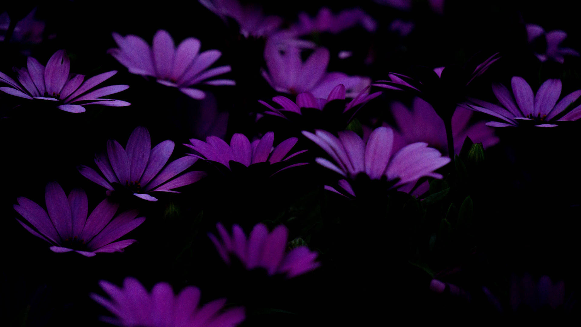 Magenta Flower Wallpapers