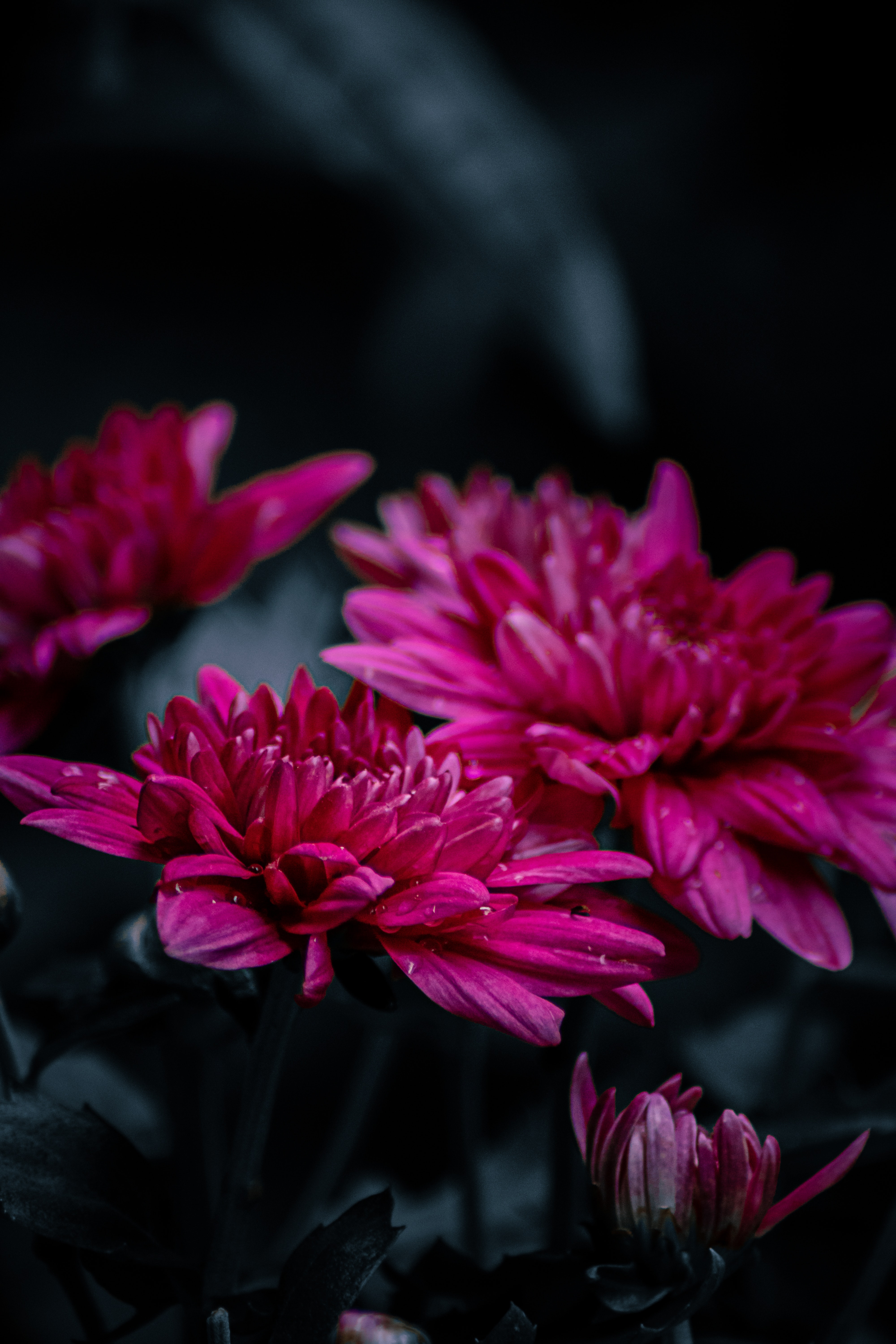 Magenta Flower Wallpapers