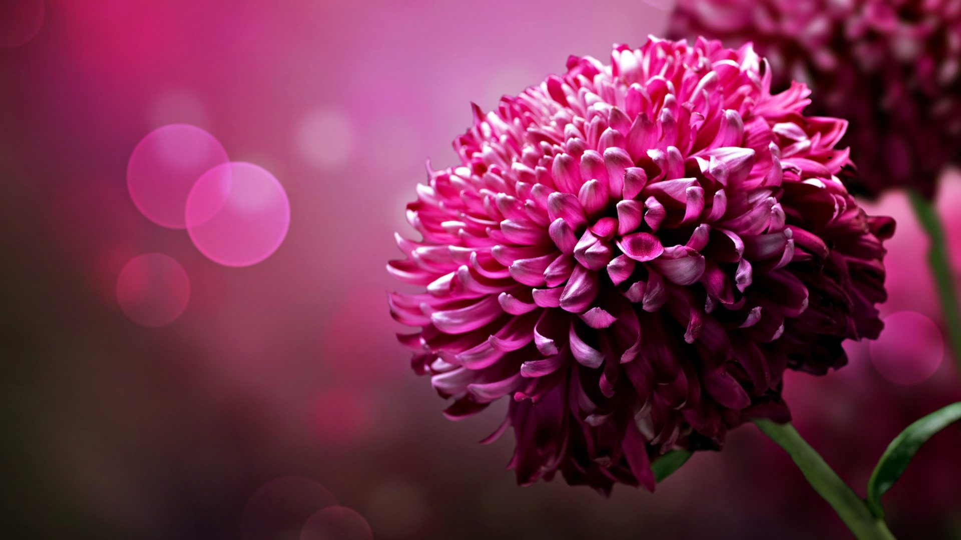 Magenta Flower Wallpapers