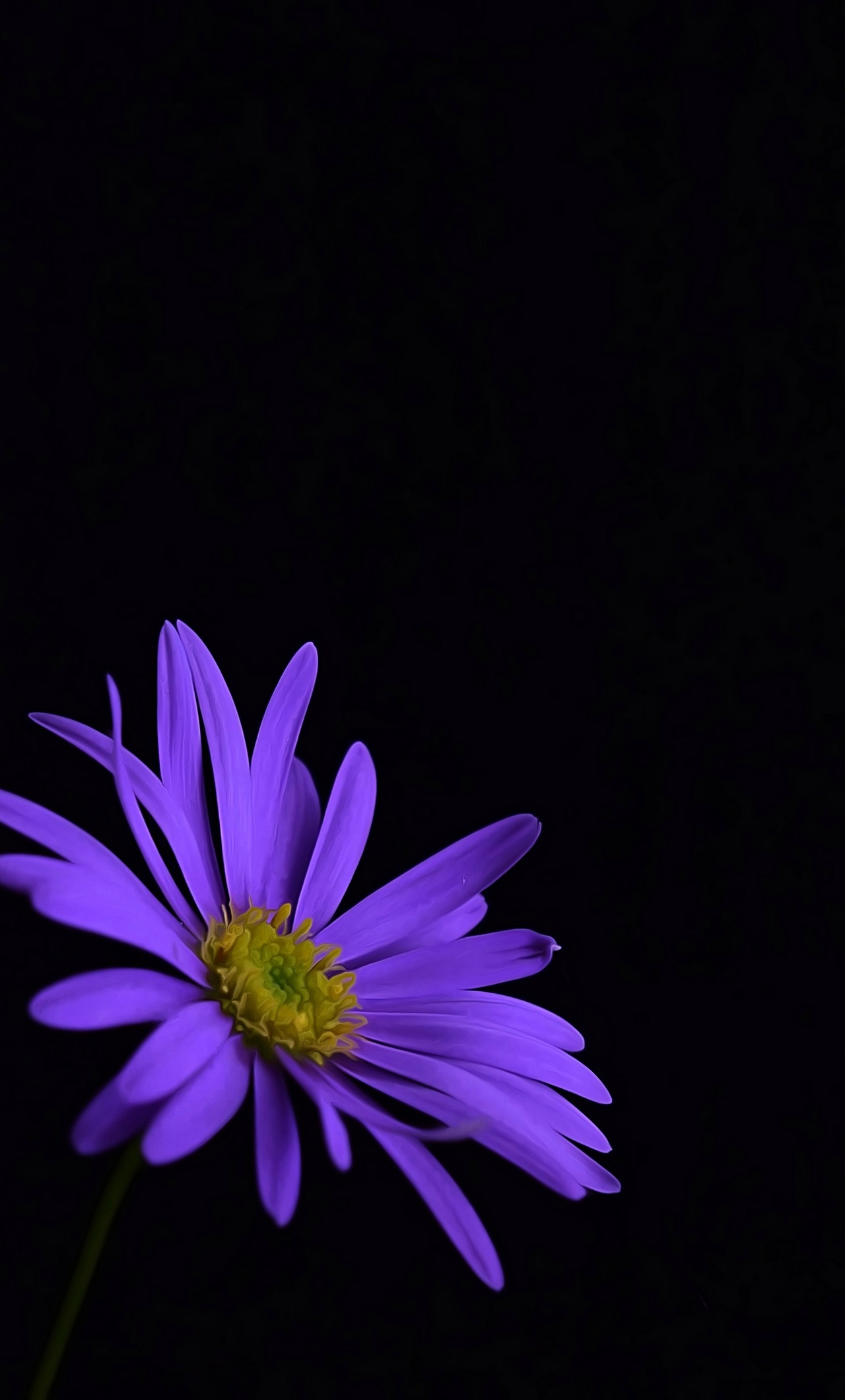 Magenta Flower Wallpapers