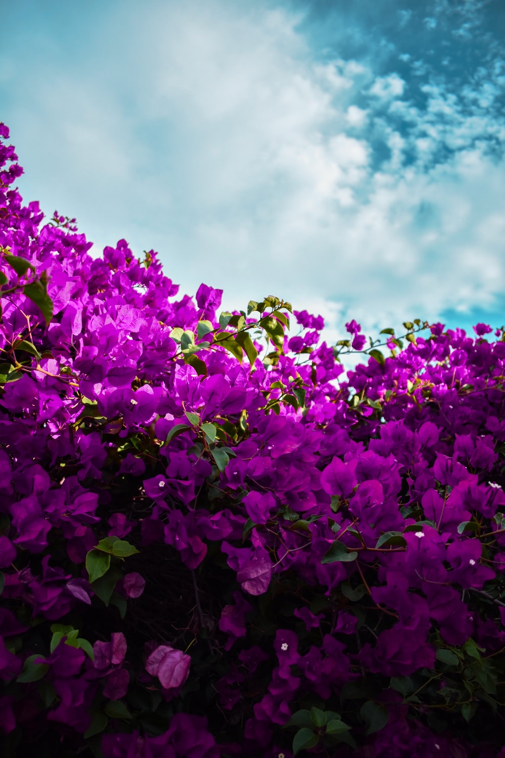 Magenta Flower Wallpapers