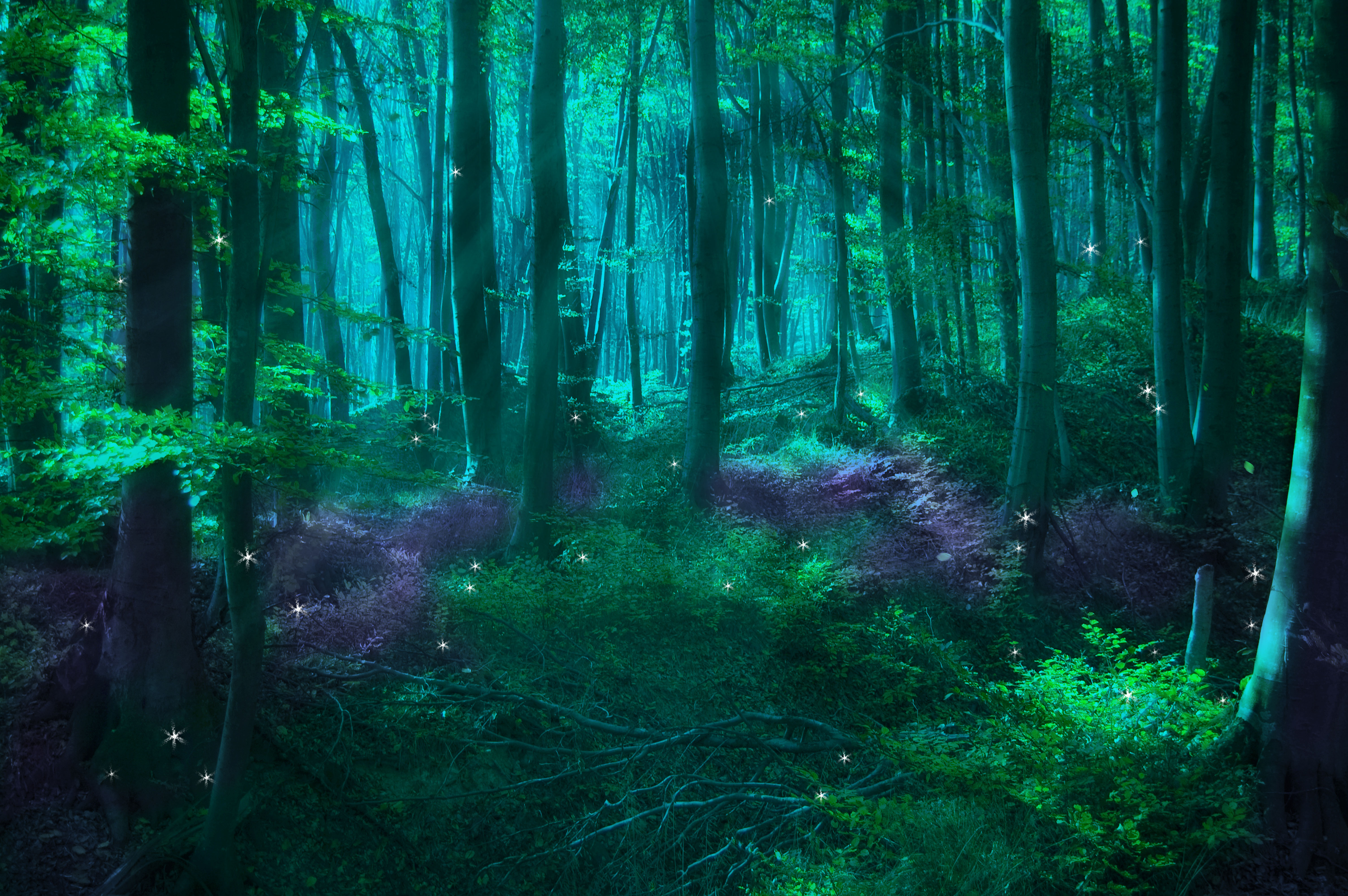 Magical Forest Wallpapers