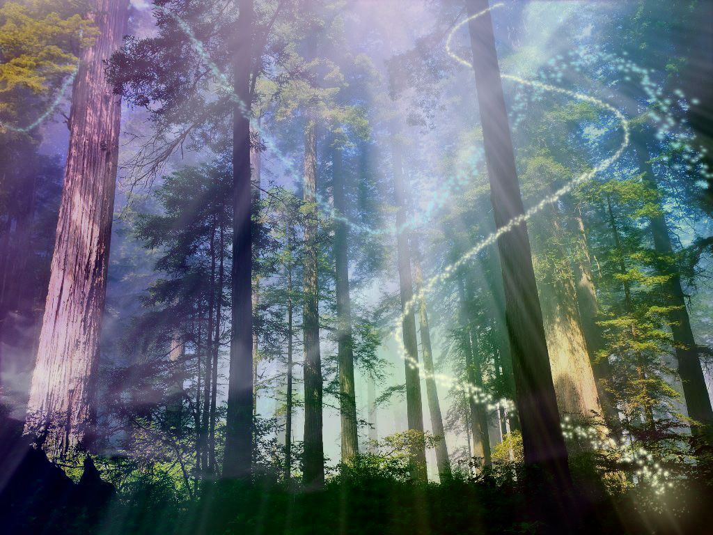 Magical Forest Wallpapers