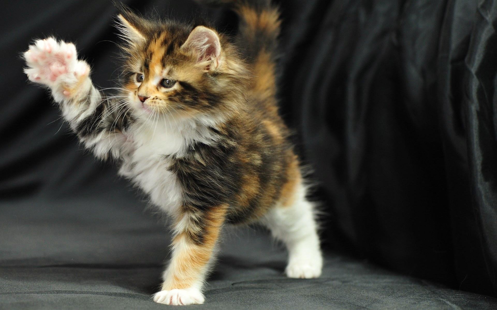 Maine Coon Wallpapers