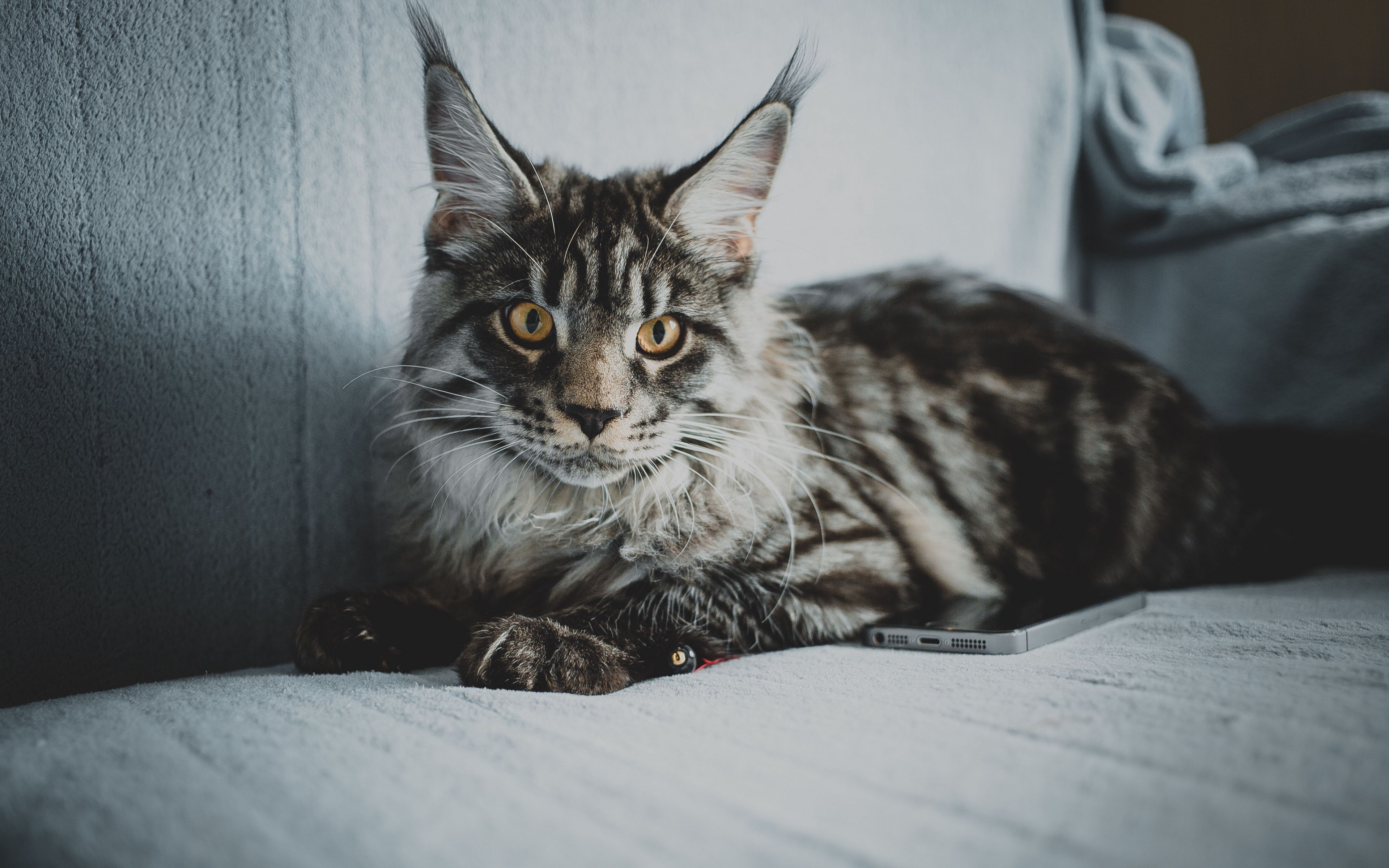 Maine Coon Wallpapers