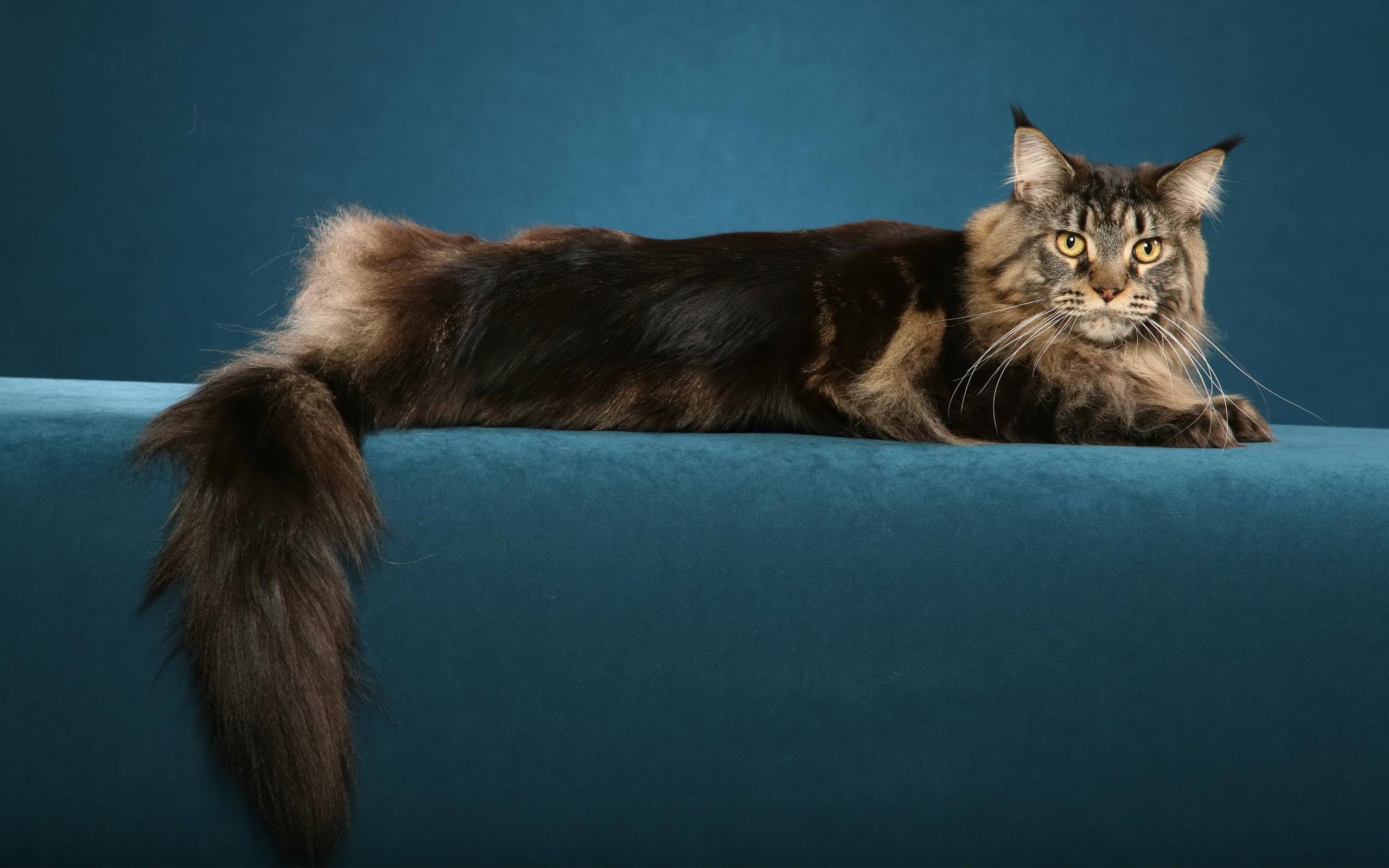 Maine Coon Wallpapers