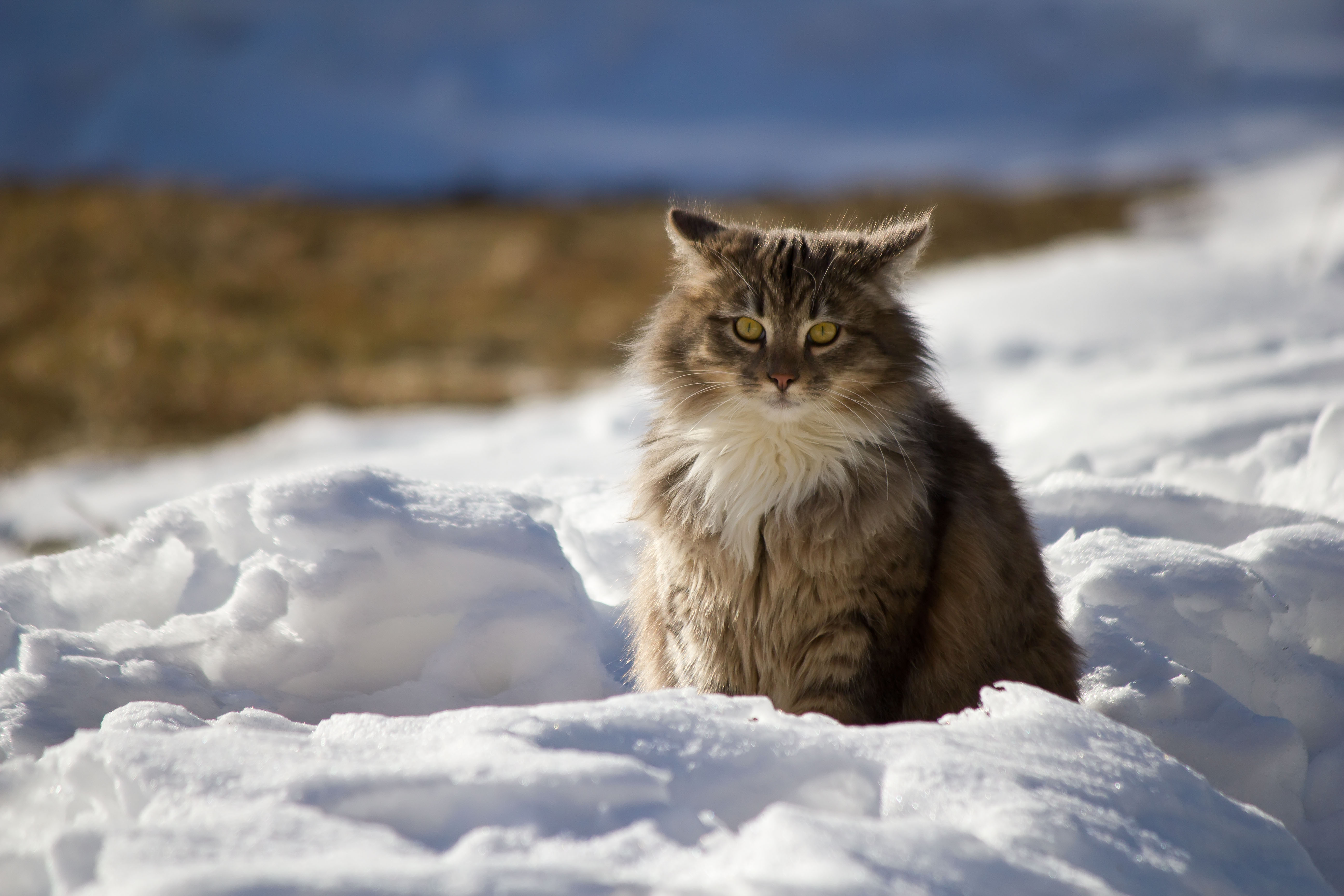 Maine Coon Wallpapers