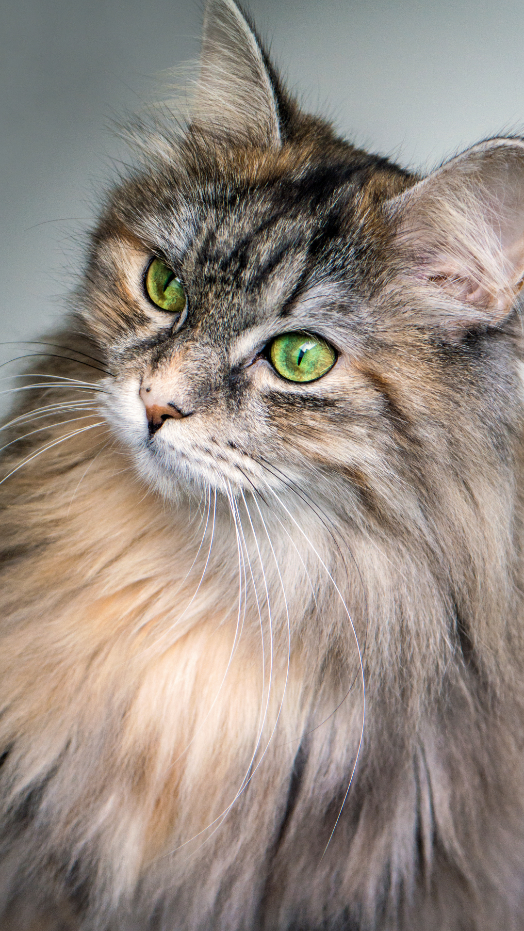 Maine Coon Wallpapers