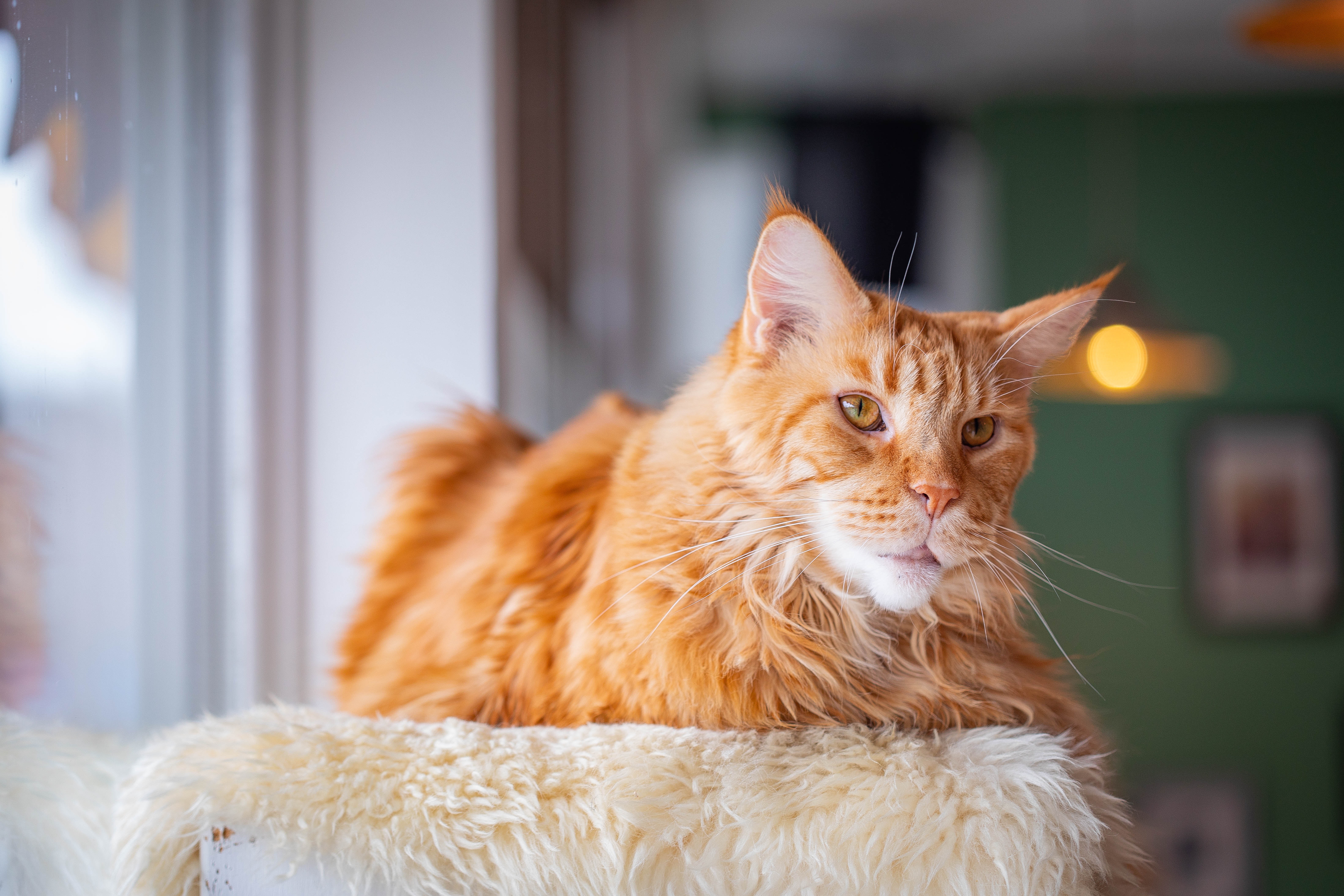 Maine Coon Wallpapers