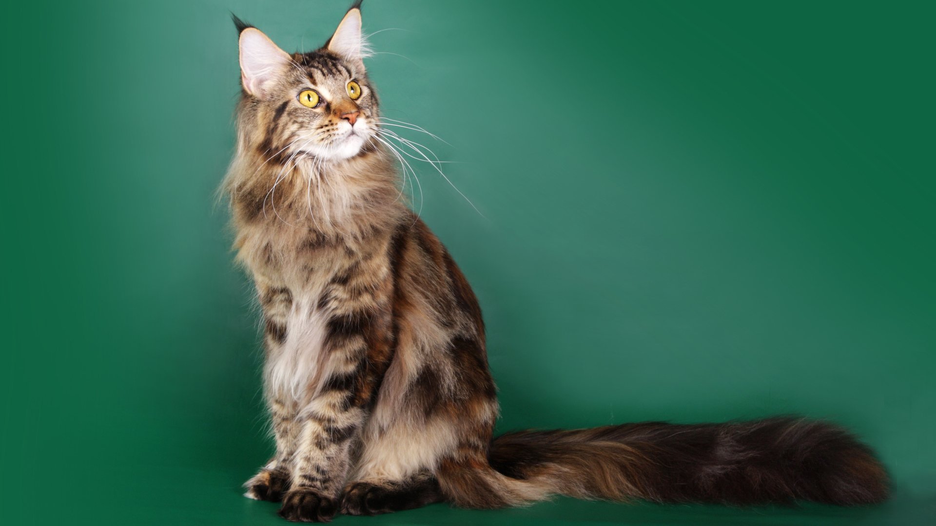 Maine Coon Wallpapers