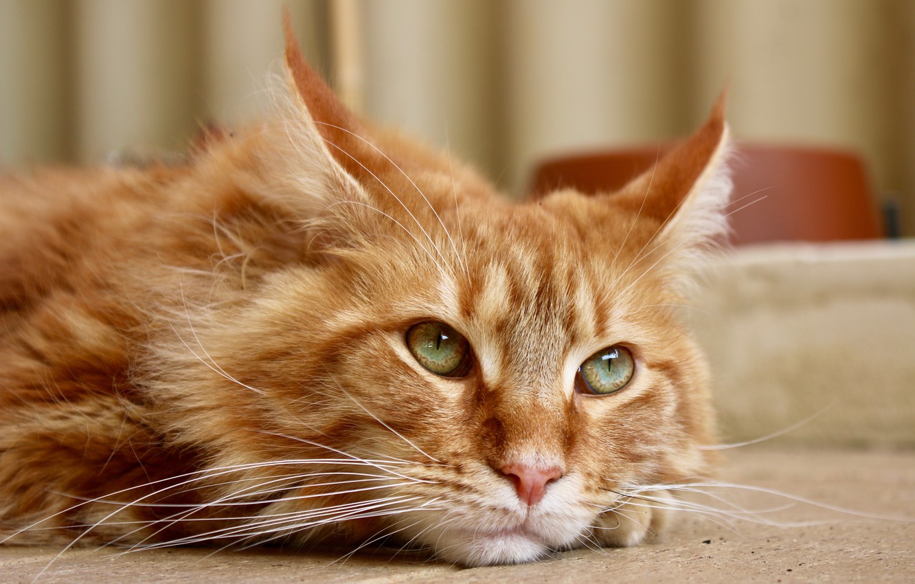 Maine Coon Wallpapers