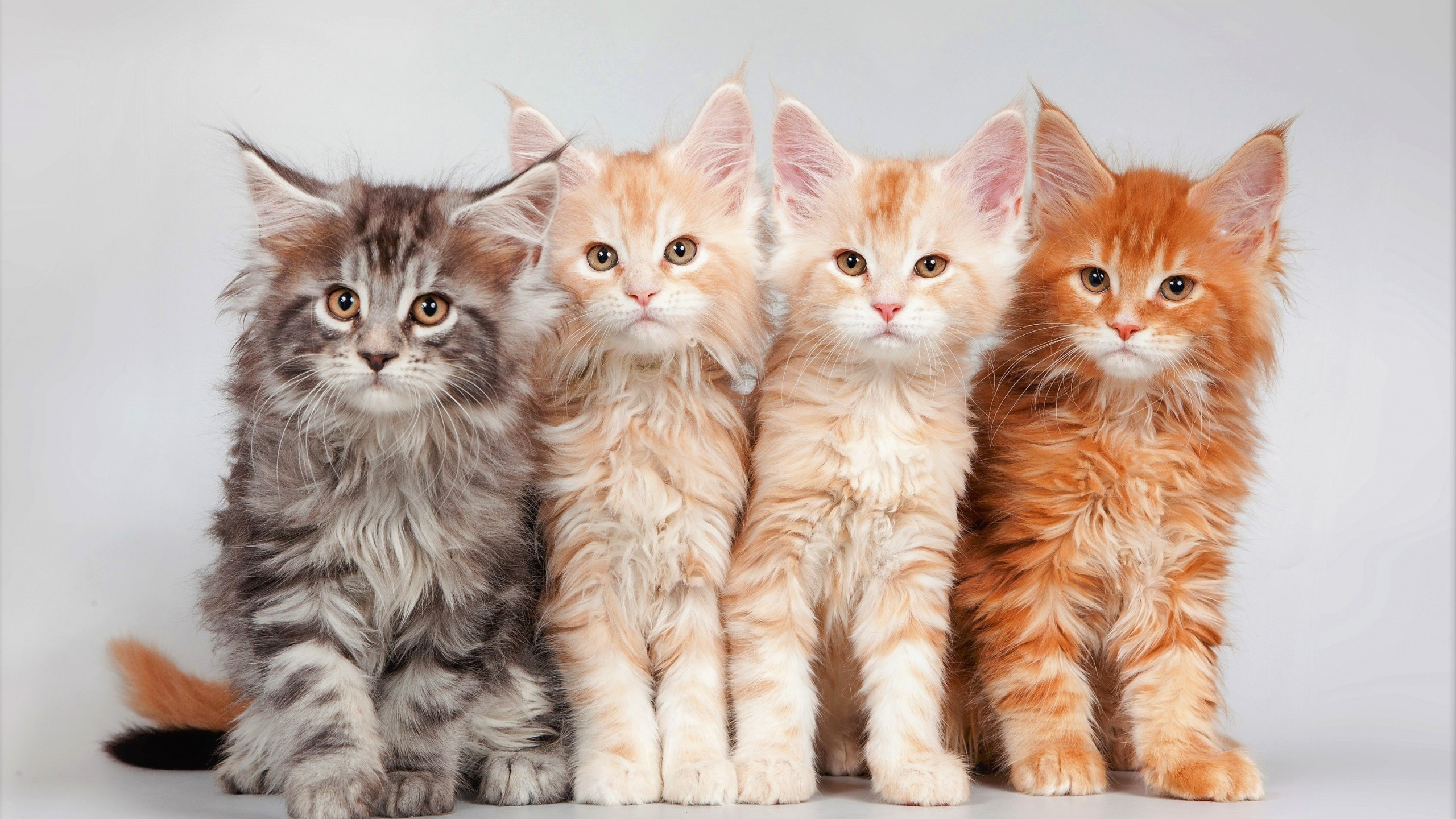 Maine Coon Wallpapers