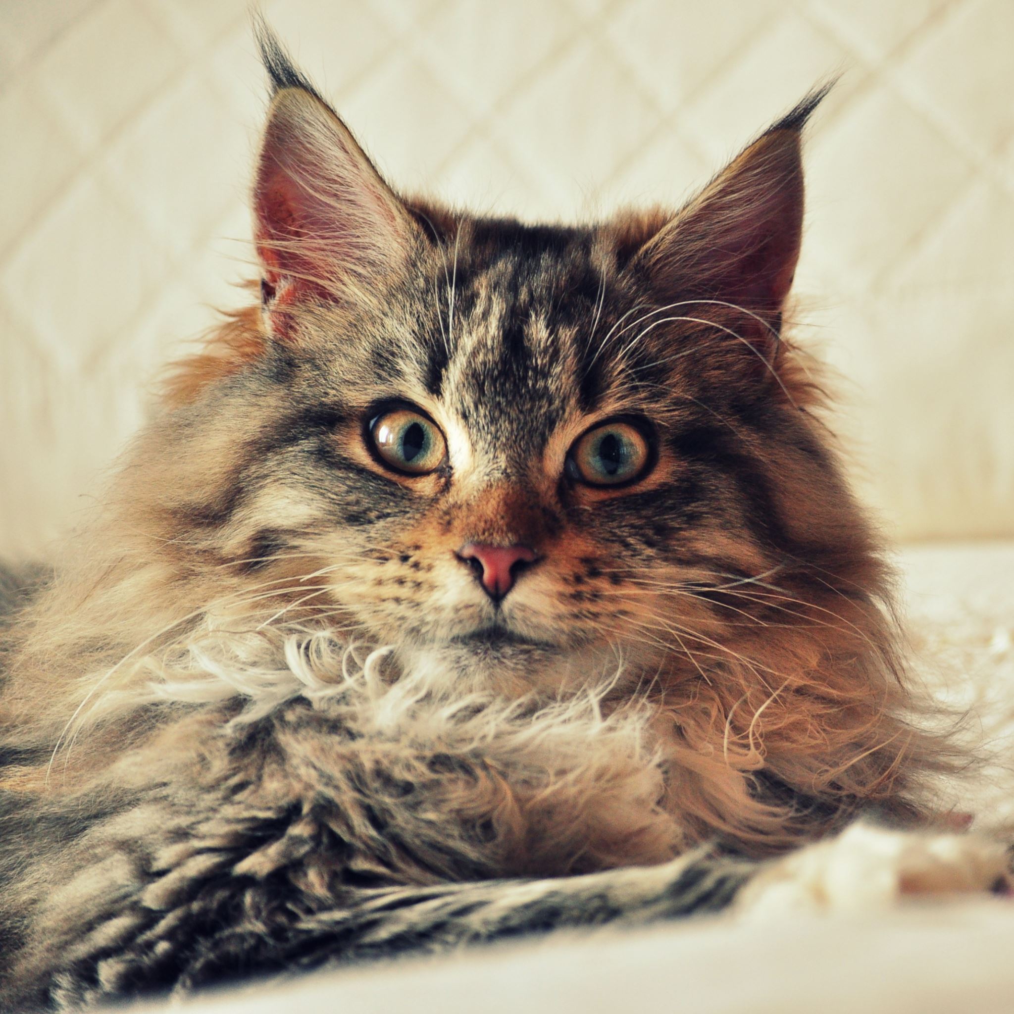 Maine Coon Wallpapers