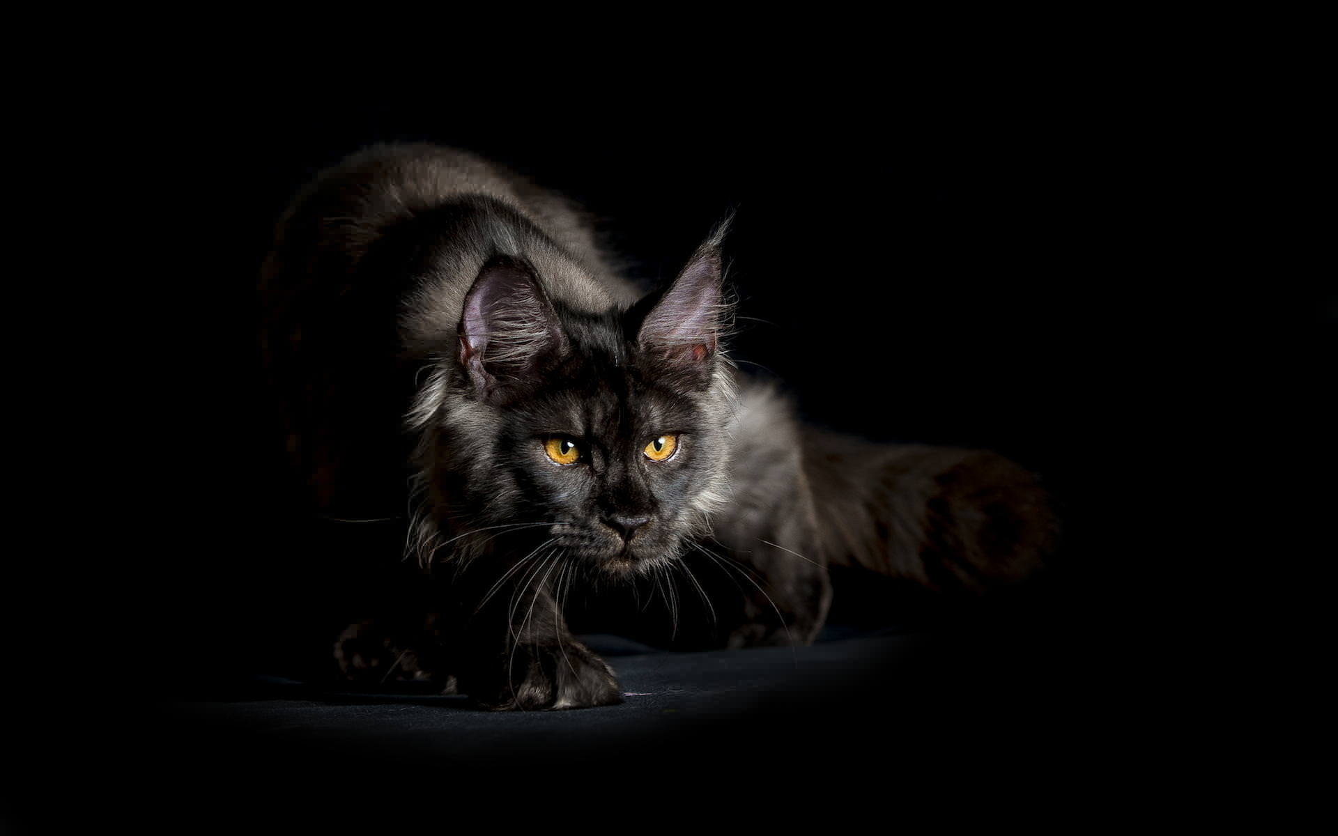 Maine Coon Wallpapers