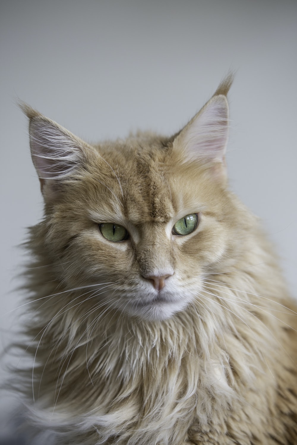 Maine Coon Wallpapers