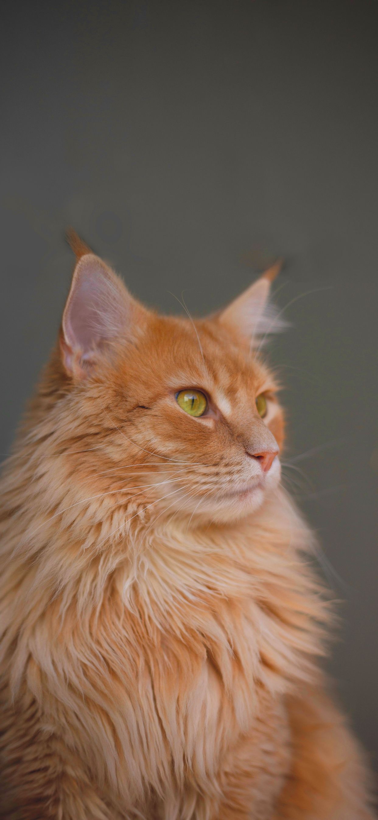 Maine Coon Wallpapers